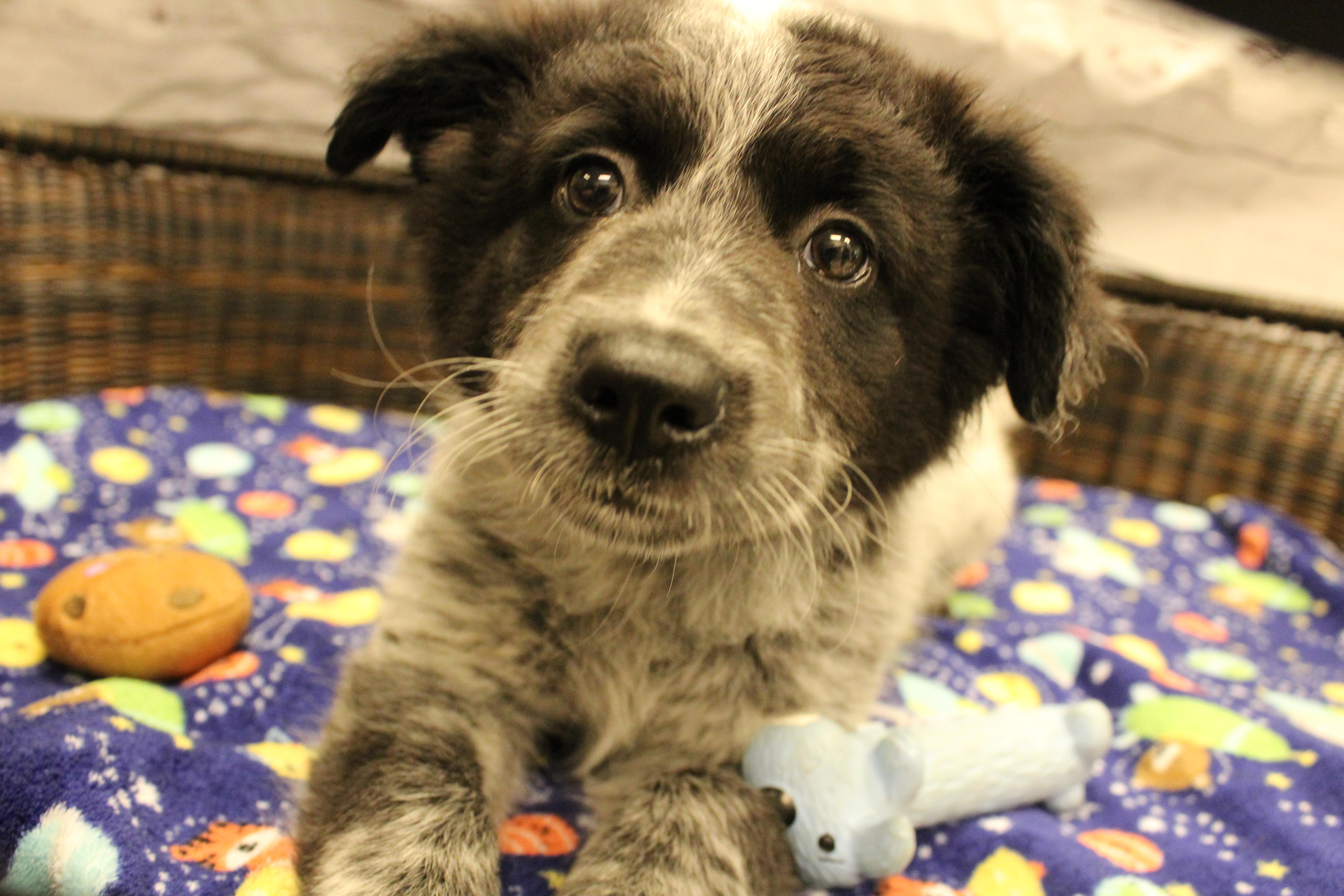 Donkey, Adoptable, Puppy Male Cattle Dog & Pomeranian.
