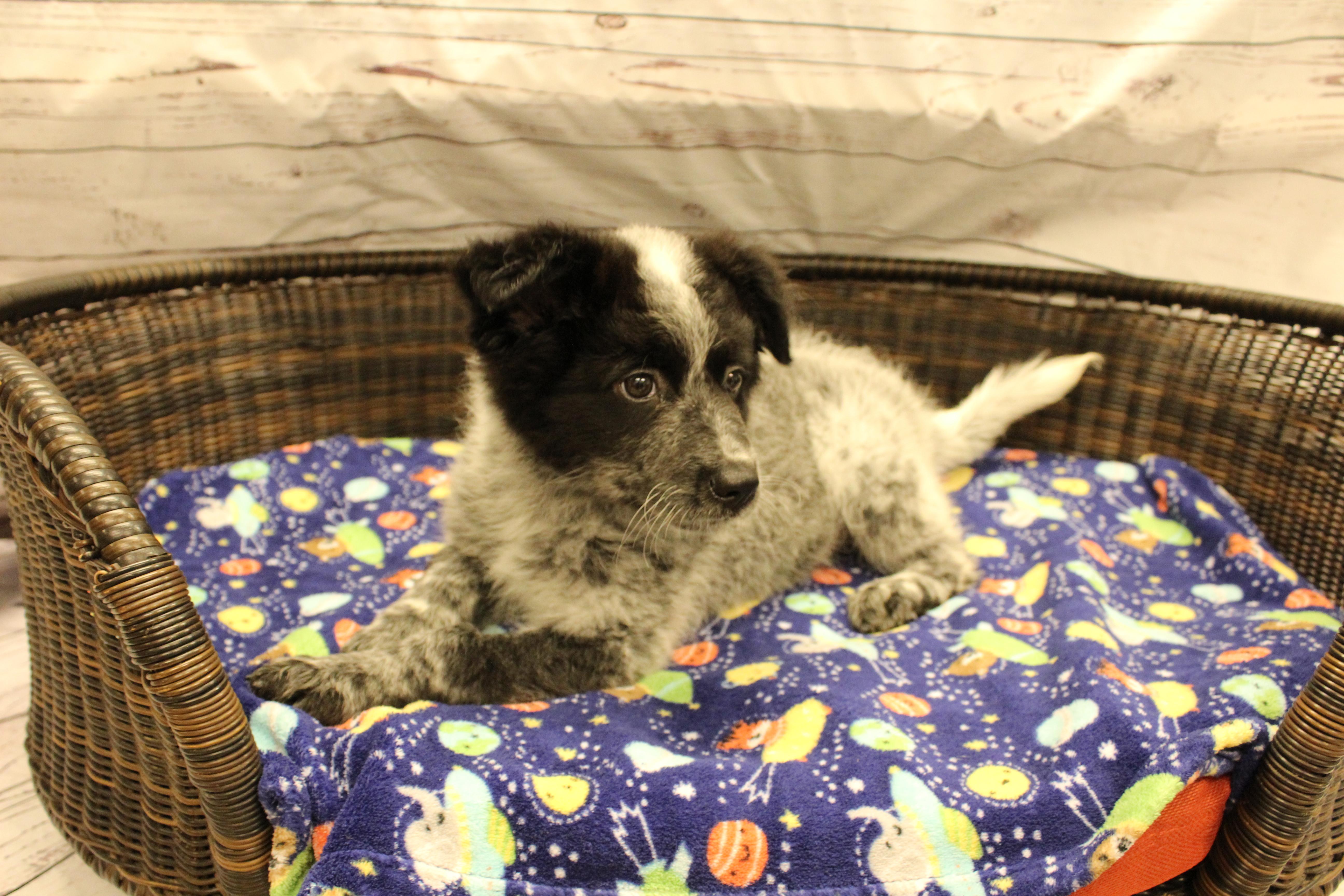 Donkey, a Adoptable mixed breed in Neillsville, WI image 5/6