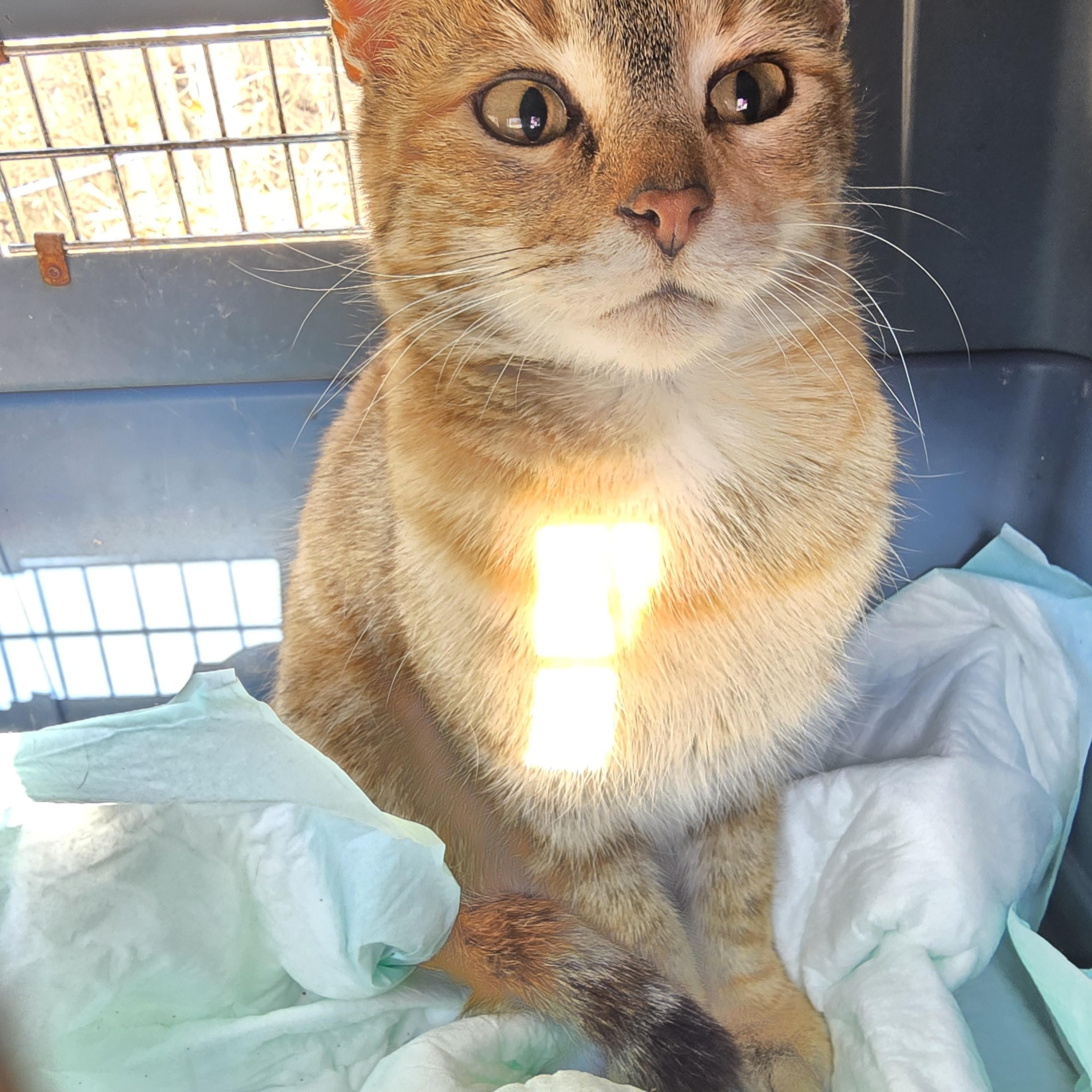 Catstiel , ADOPTABLE, Young Female Domestic Short Hair.