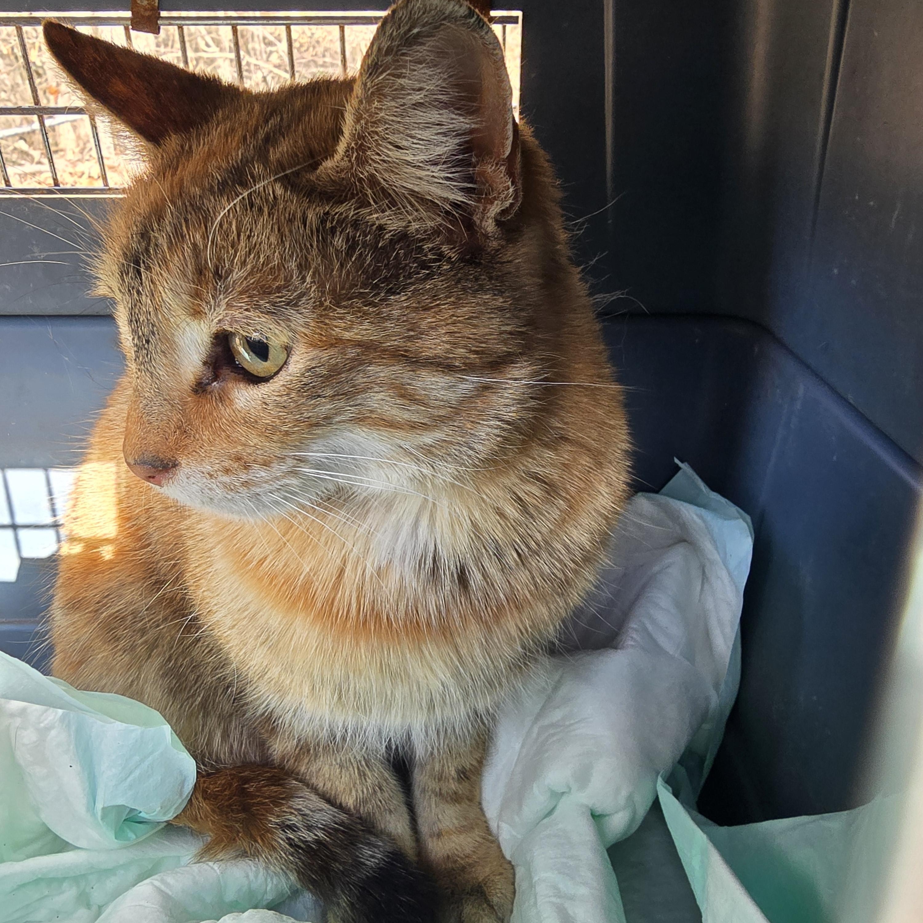 Enlarge Catstiel , a ADOPTABLE Domestic Short Hair in quinton, AL image 2/2