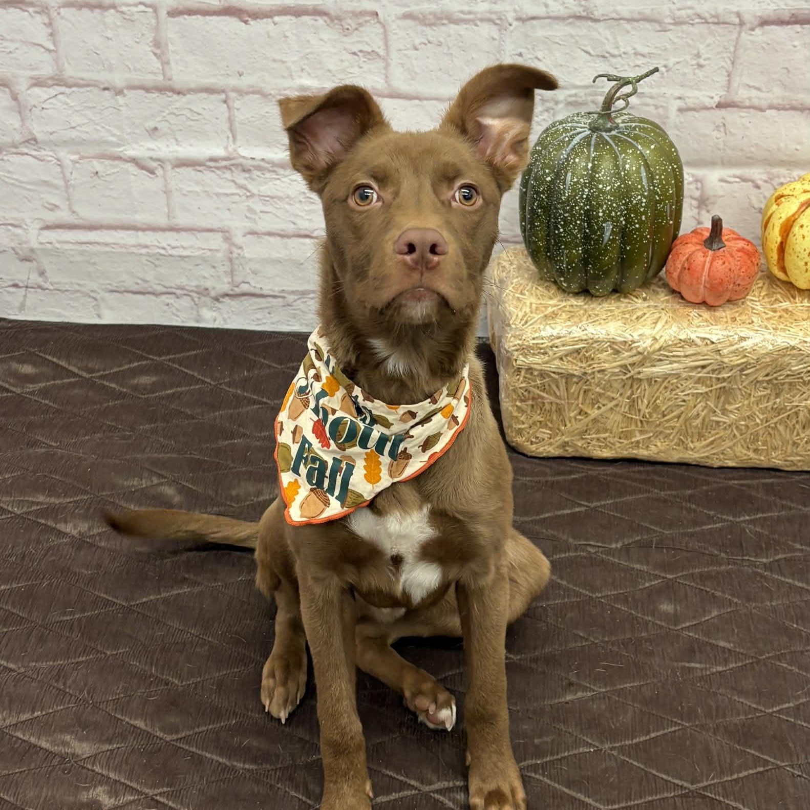 Rocky, Adoptable, Puppy Male Labrador Retriever & Mixed Breed.