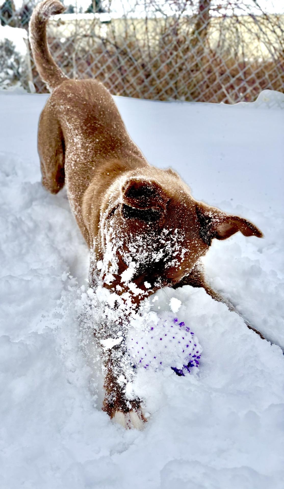 Enlarge Rocky, a Adoptable mixed breed in Oxford, MI image 2/6