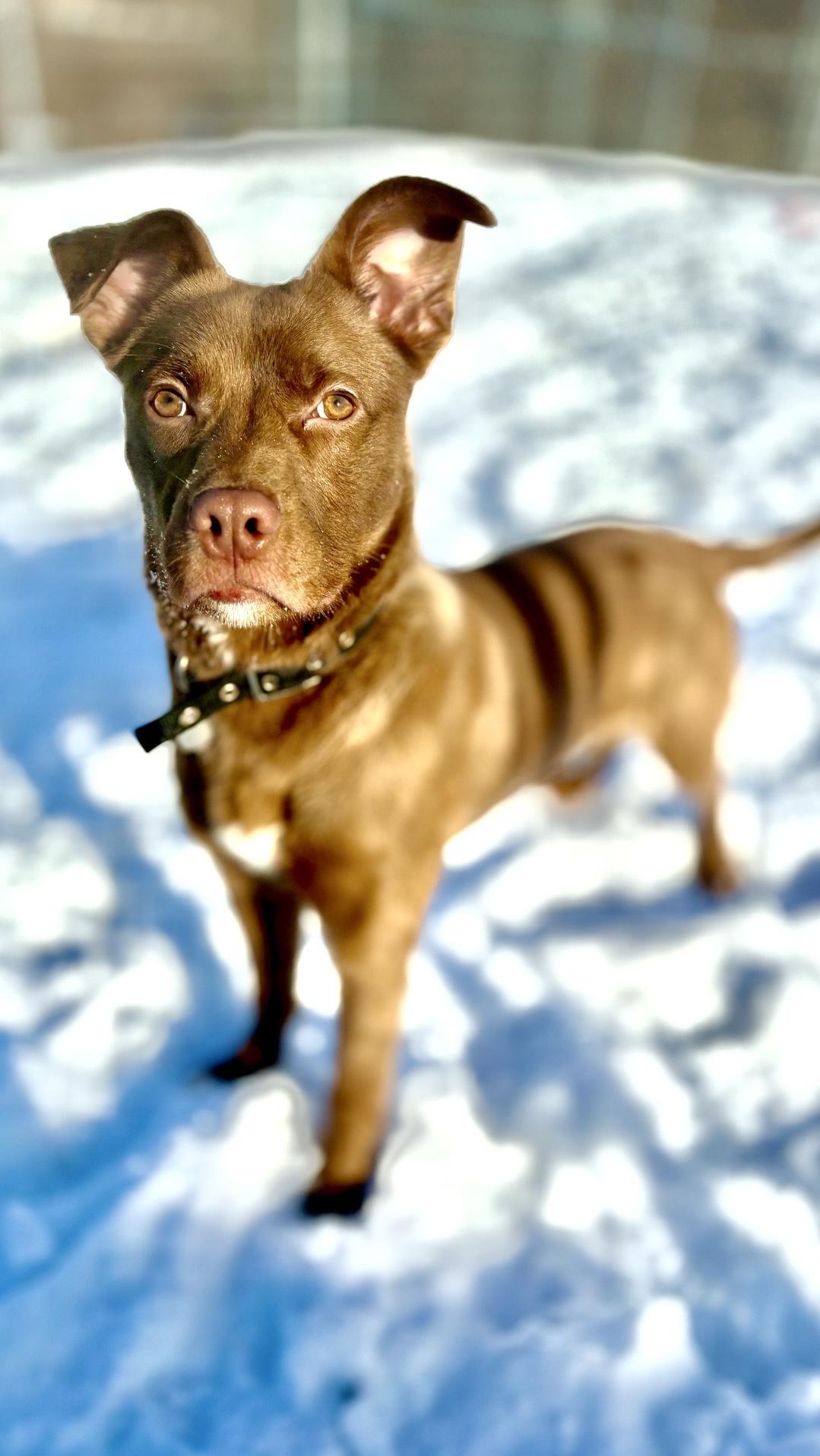 Enlarge Rocky, a Adoptable mixed breed in Oxford, MI image 3/6