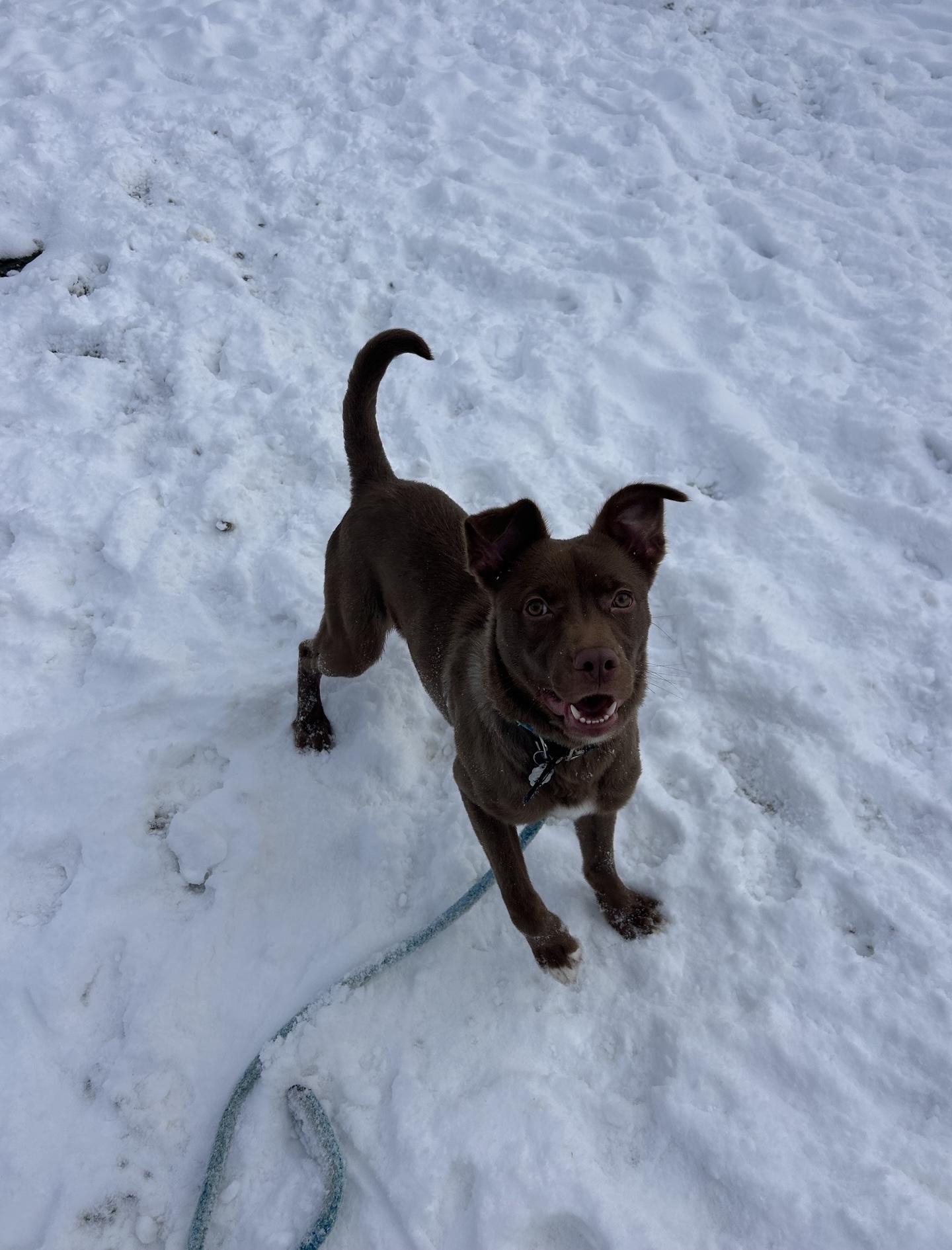 Rocky, a Adoptable mixed breed in Oxford, MI image 2/6