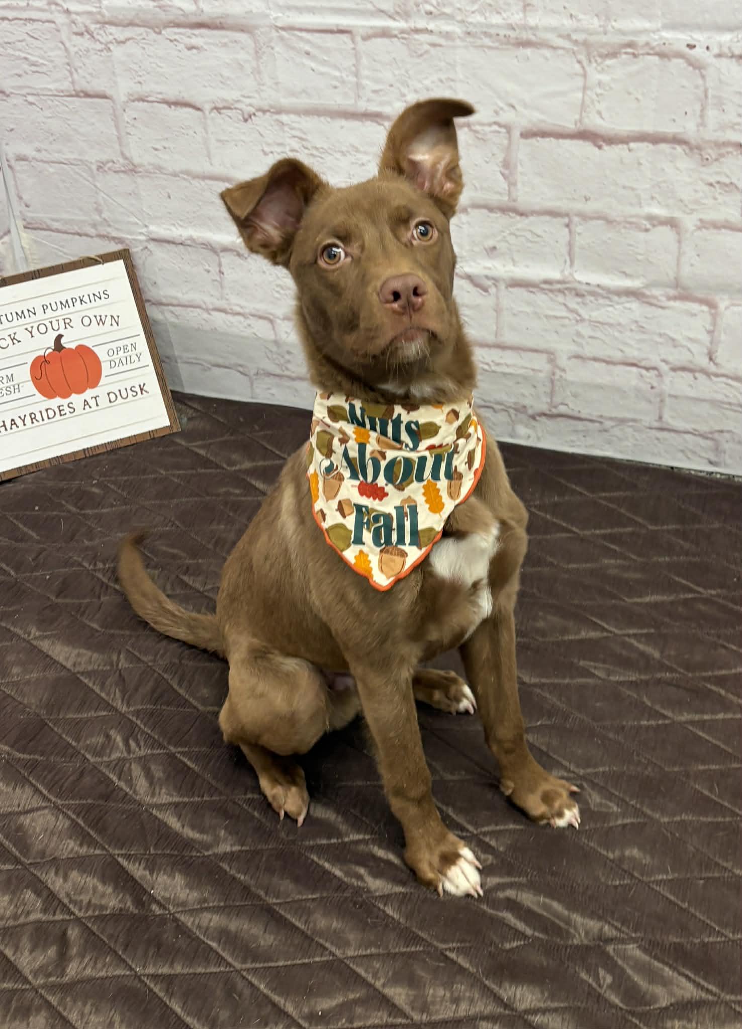 Rocky, a Adoptable mixed breed in Oxford, MI image 3/6
