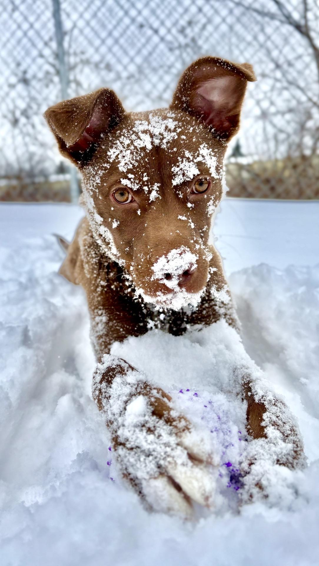 Rocky, Adoptable, Puppy Male Labrador Retriever & Mixed Breed.