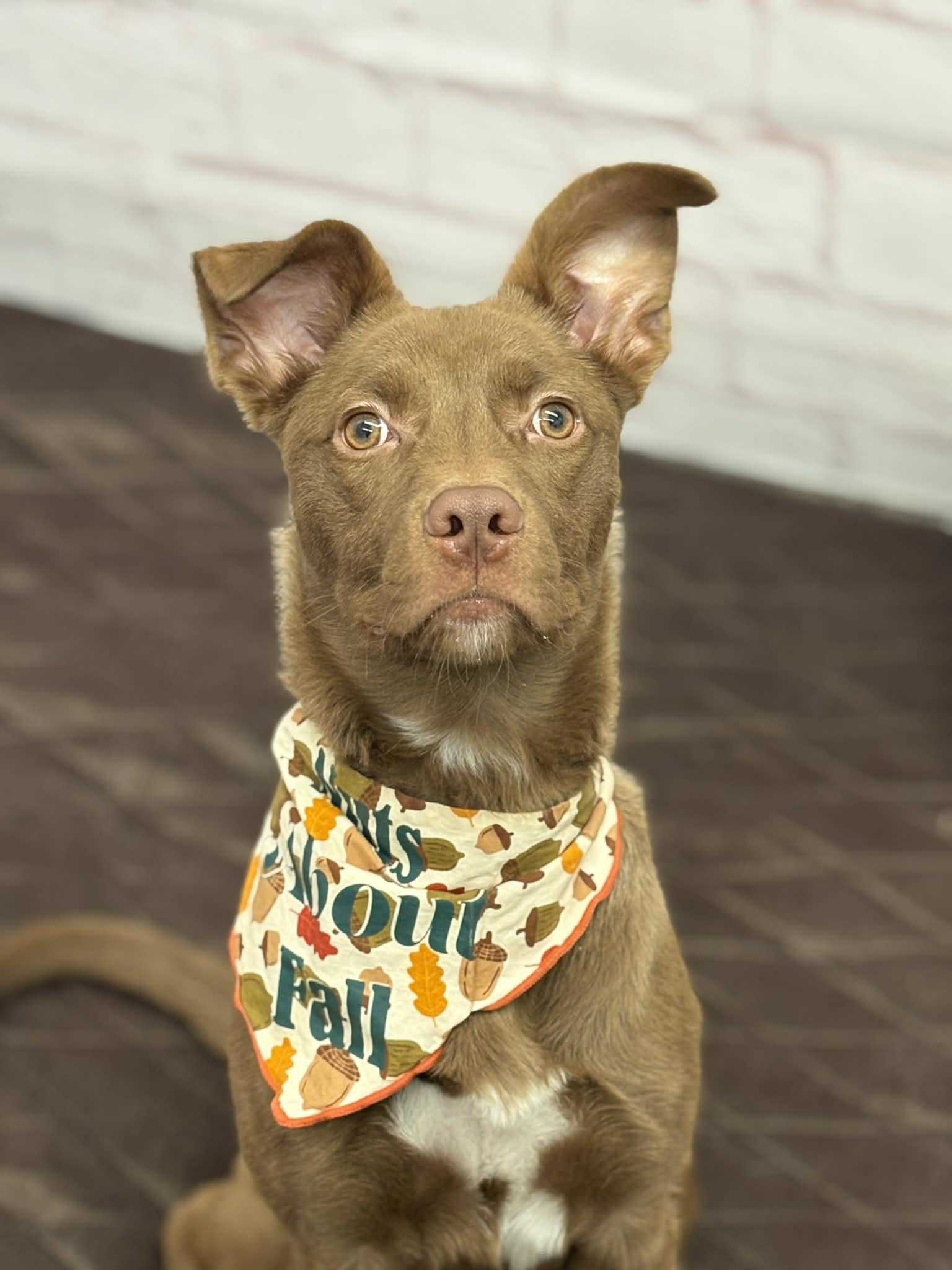 Rocky, a Adoptable mixed breed in Oxford, MI image 4/6