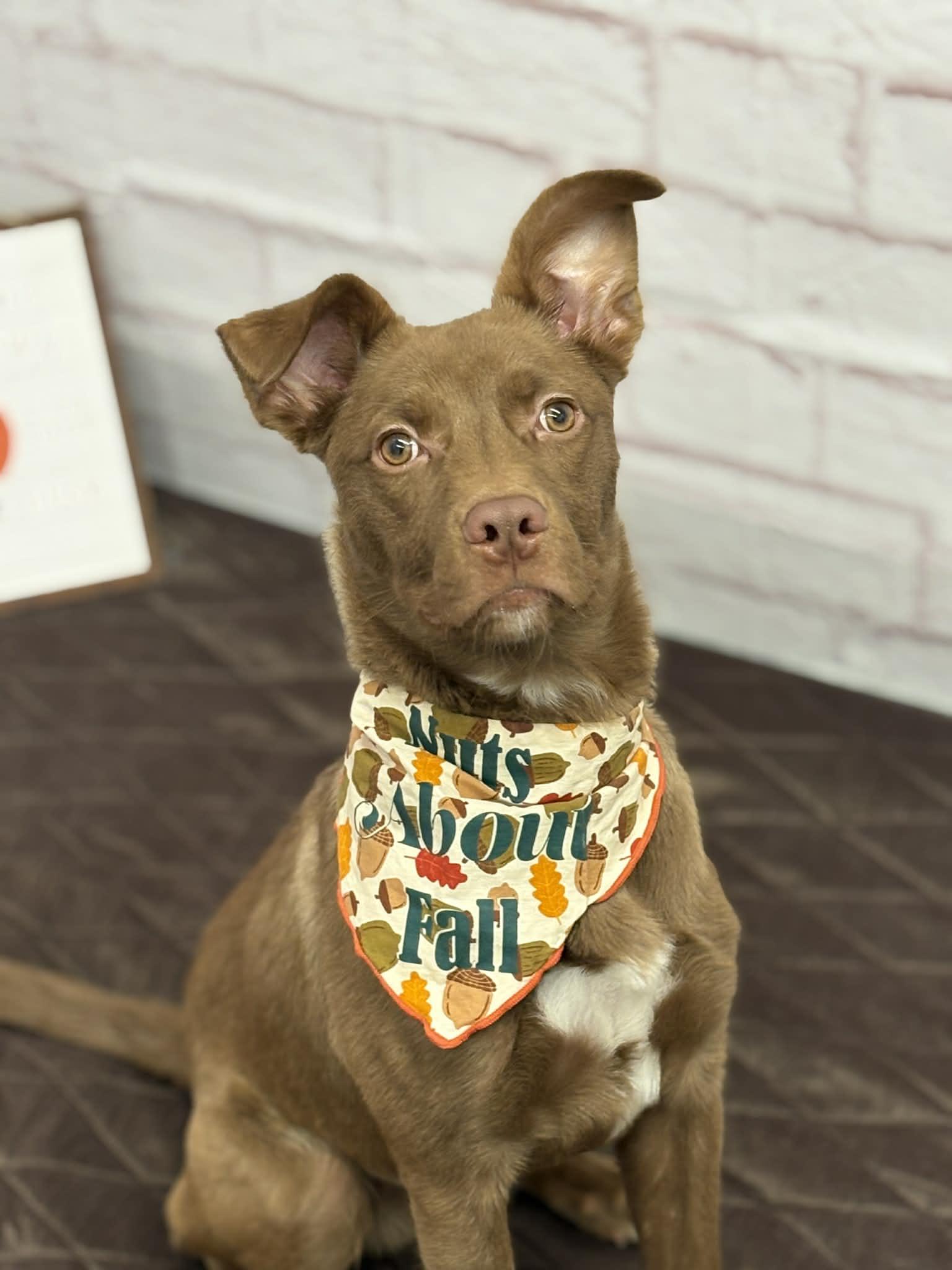 Rocky, a Adoptable mixed breed in Oxford, MI image 5/6