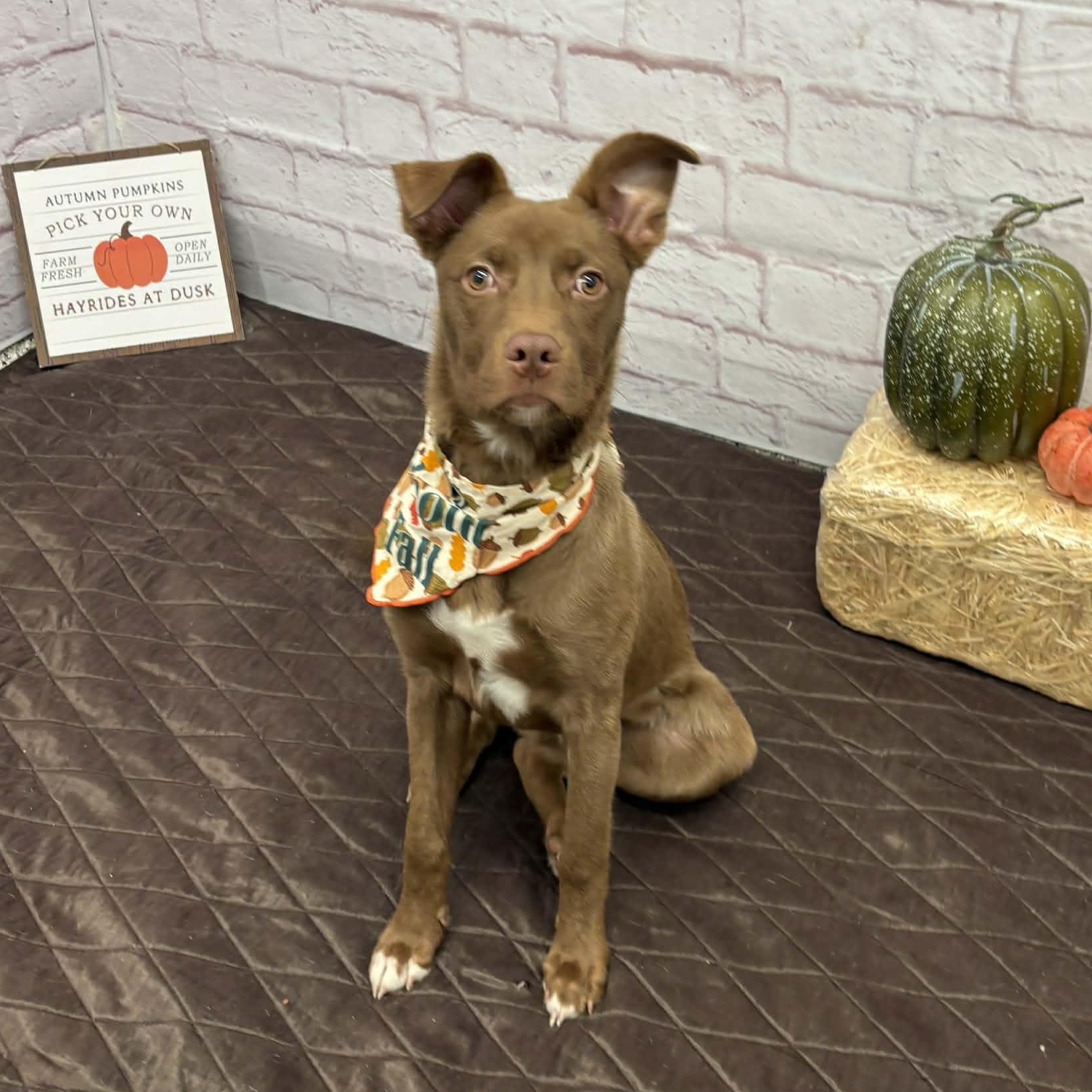 Rocky, a Adoptable mixed breed in Oxford, MI image 6/6