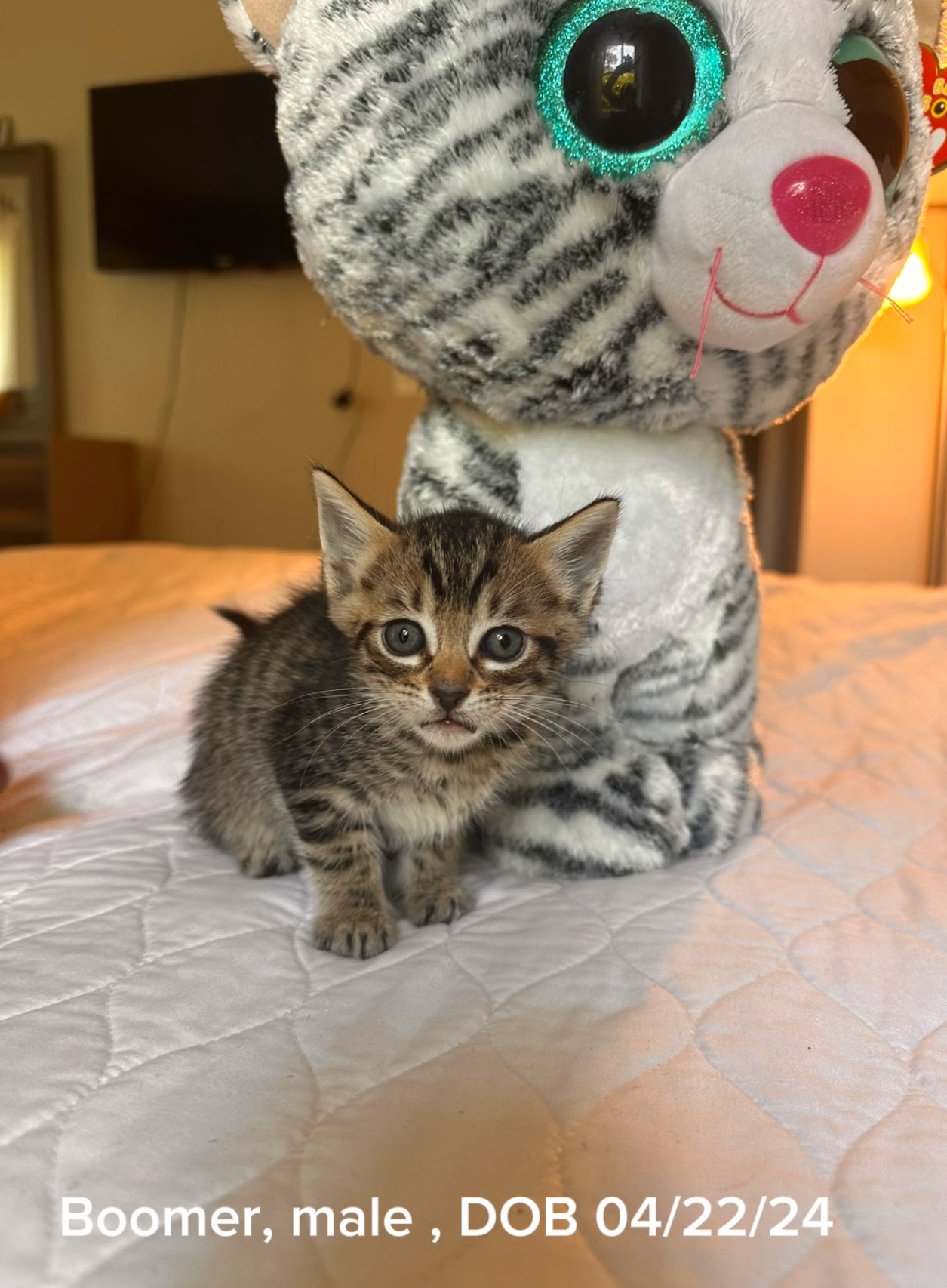Cat for adoption Boomer, an American Shorthair in Shrewsbury, MA