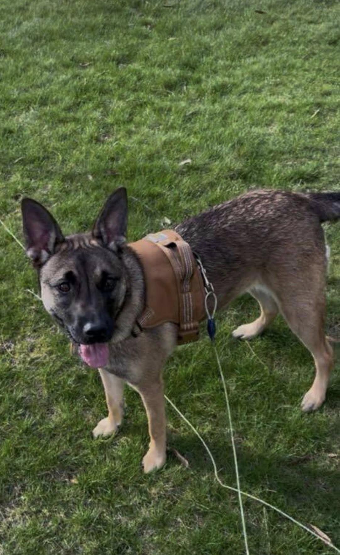 Enlarge Ziti, a Adoptable mixed breed in St. Clair Shores, MI image 3/4