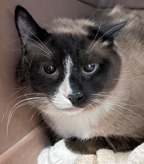 Enlarge King, a Adoptable Snowshoe in Ogdensburg, NY image 1/1