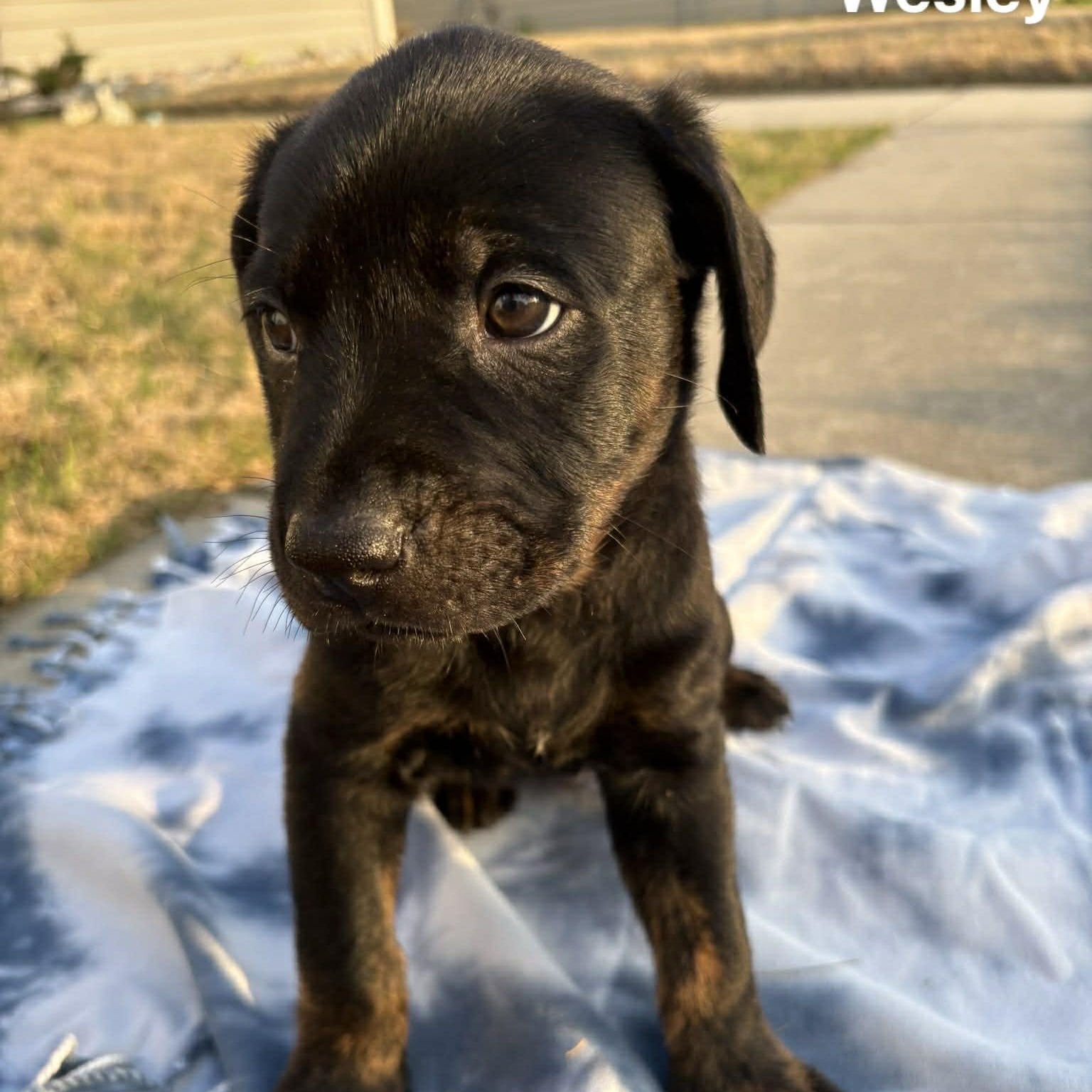 Enlarge Wesley, an adopted mixed breed in Myrtle Beach, SC image 4/5