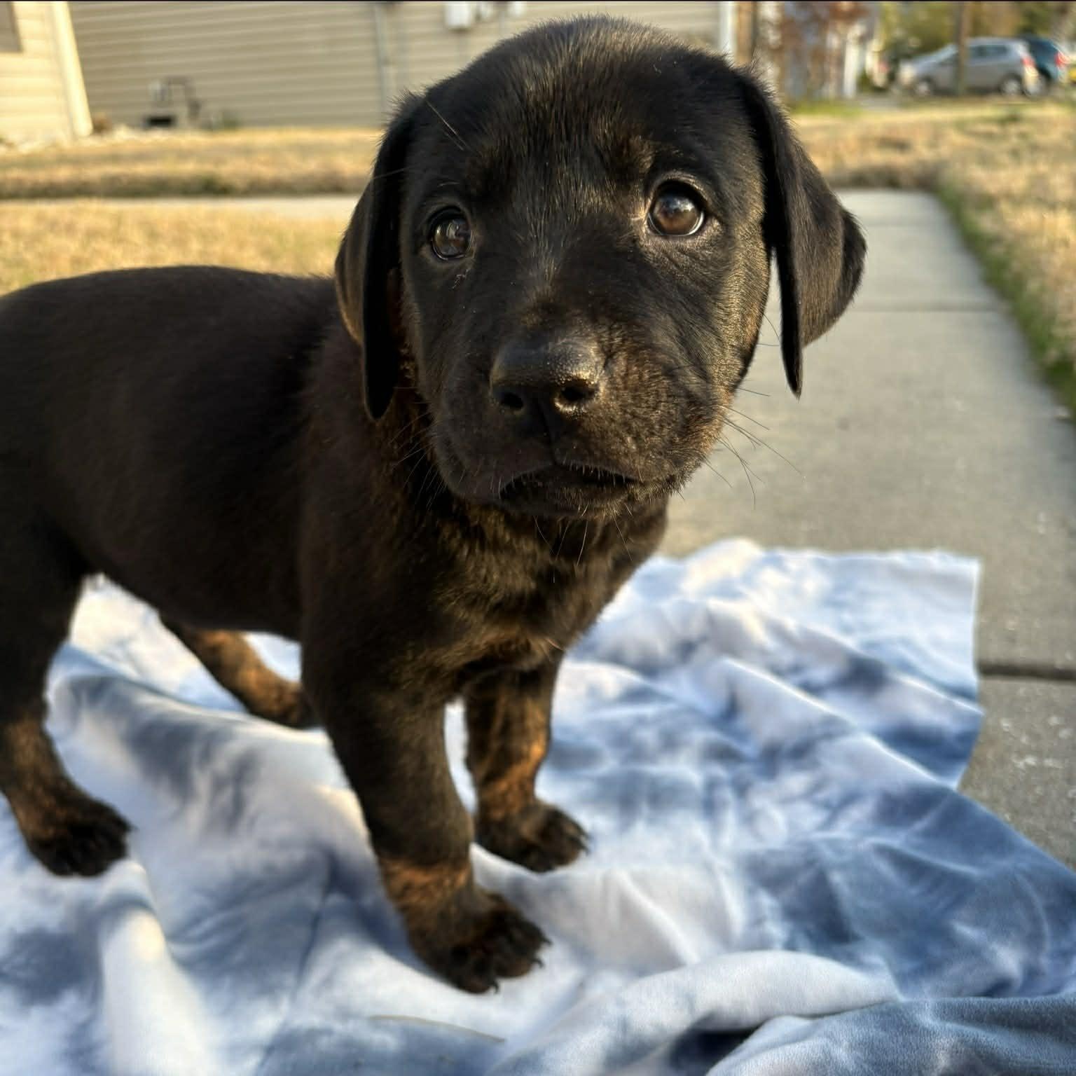 Enlarge Wesley, an adopted mixed breed in Myrtle Beach, SC image 5/5