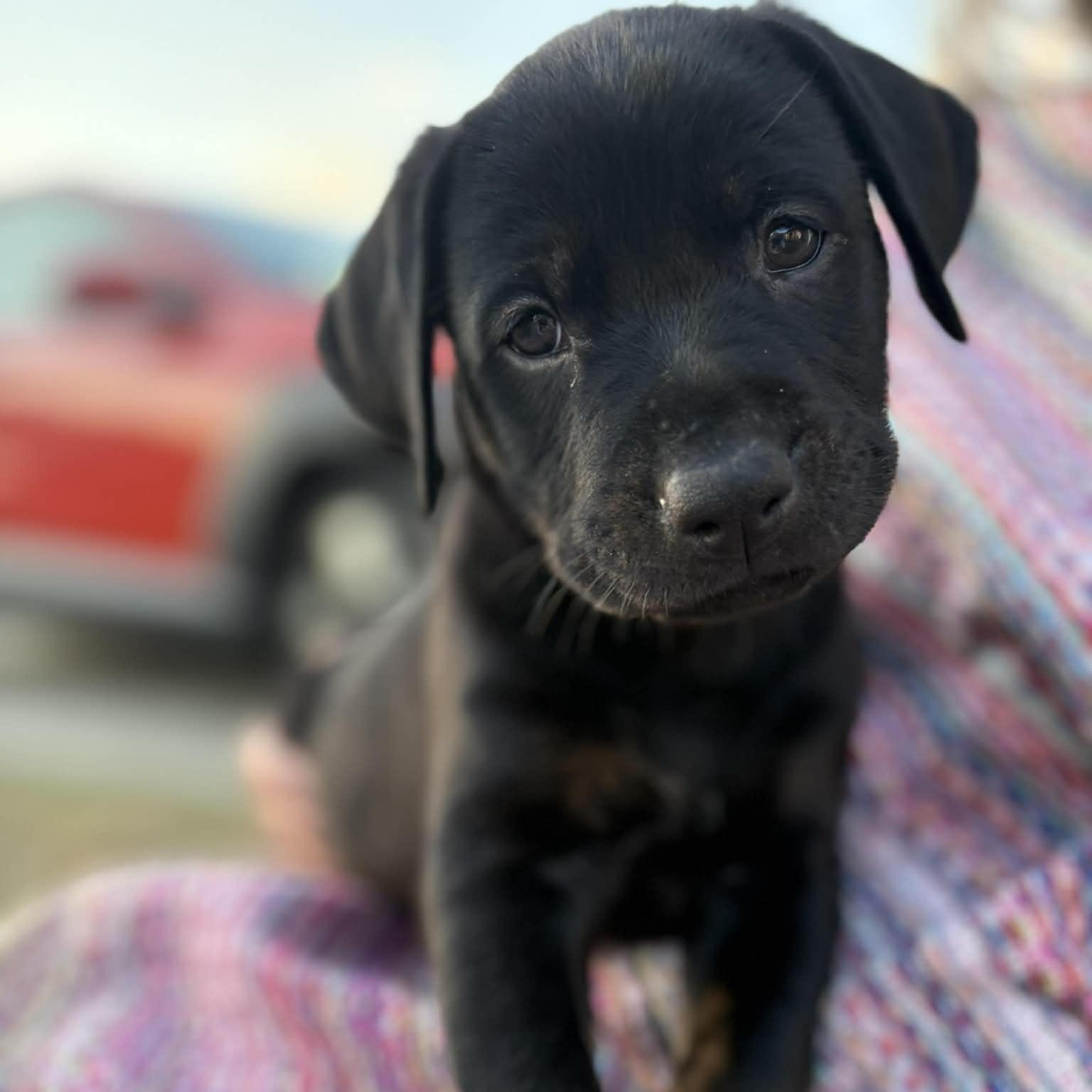 Enlarge Wesley, an adopted mixed breed in Myrtle Beach, SC image 1/5