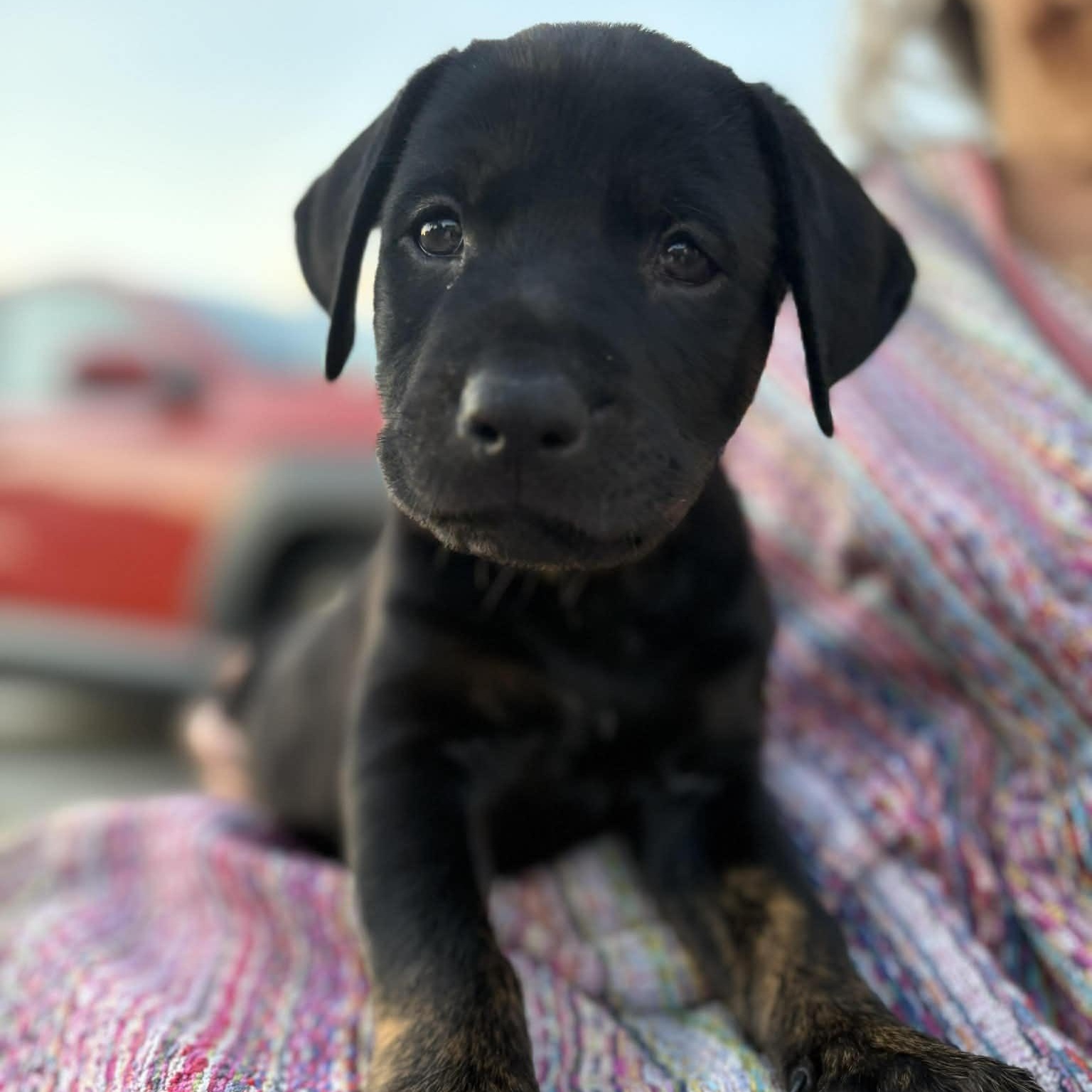 Enlarge Wesley, an adopted mixed breed in Myrtle Beach, SC image 3/5