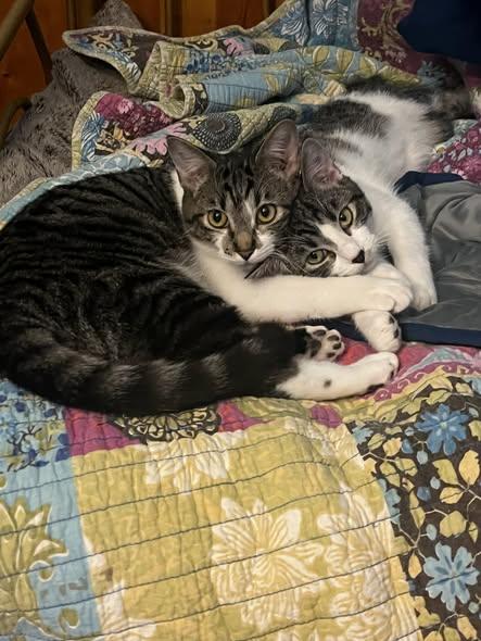 Enlarge Archie (8 month old kitten), a ADOPTABLE mixed breed in Littleton, CO image 2/4