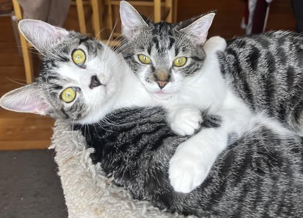 Enlarge Archie (8 month old kitten), a ADOPTABLE mixed breed in Littleton, CO image 1/4