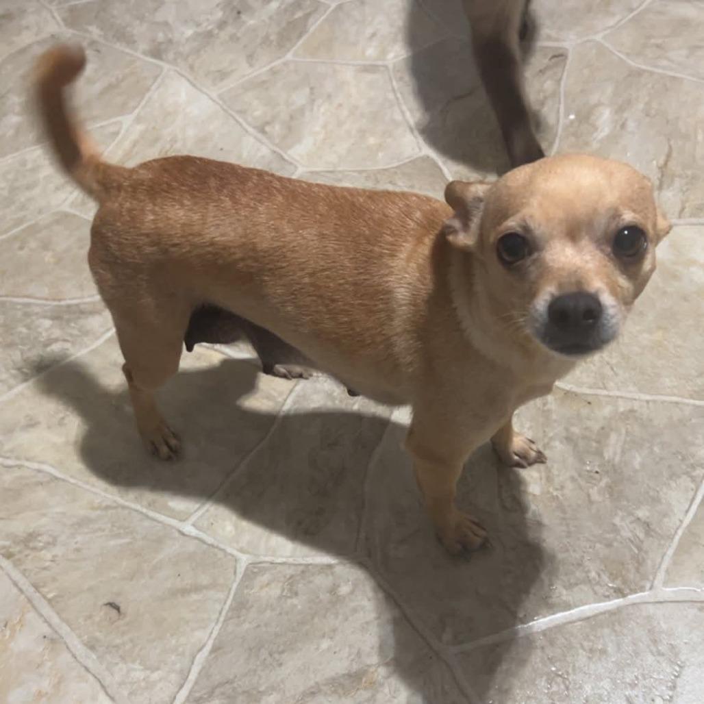 Enlarge Baby Girl - Olive Alluisi, a Adoptable Chihuahua in West Plains, MO image 1/1