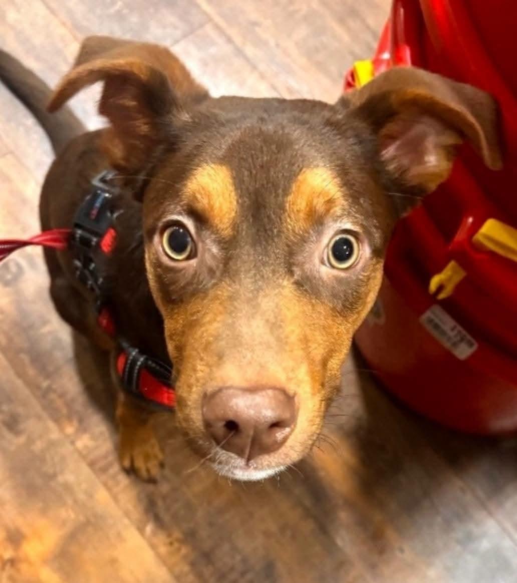 Romeo, ADOPTABLE, Young • Male, Australian Kelpie.