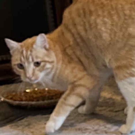 Winston, Adoptable, Adult Male Domestic Short Hair.