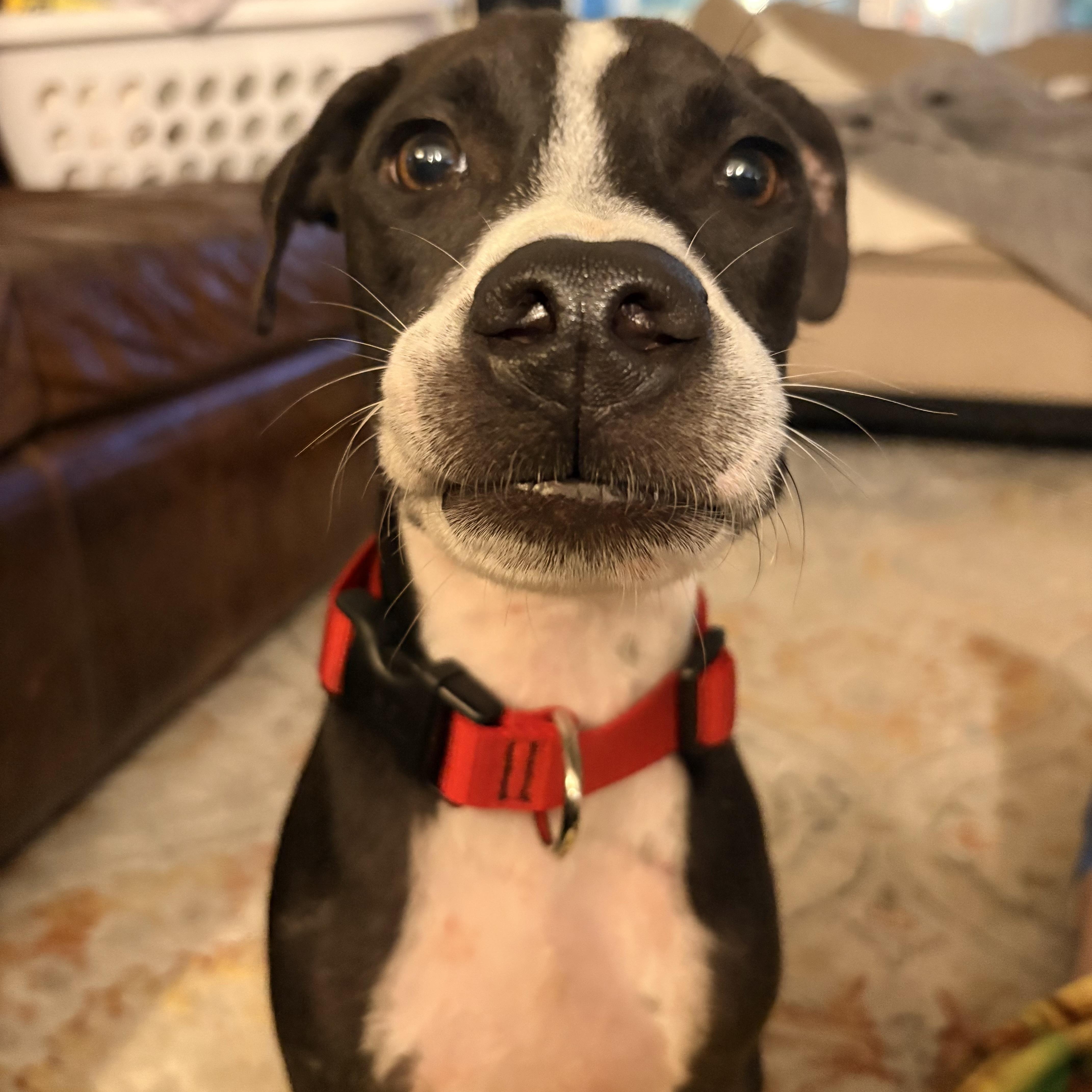 Enlarge Bob Barker, a Adoptable mixed breed in Waco, TX image 1/6