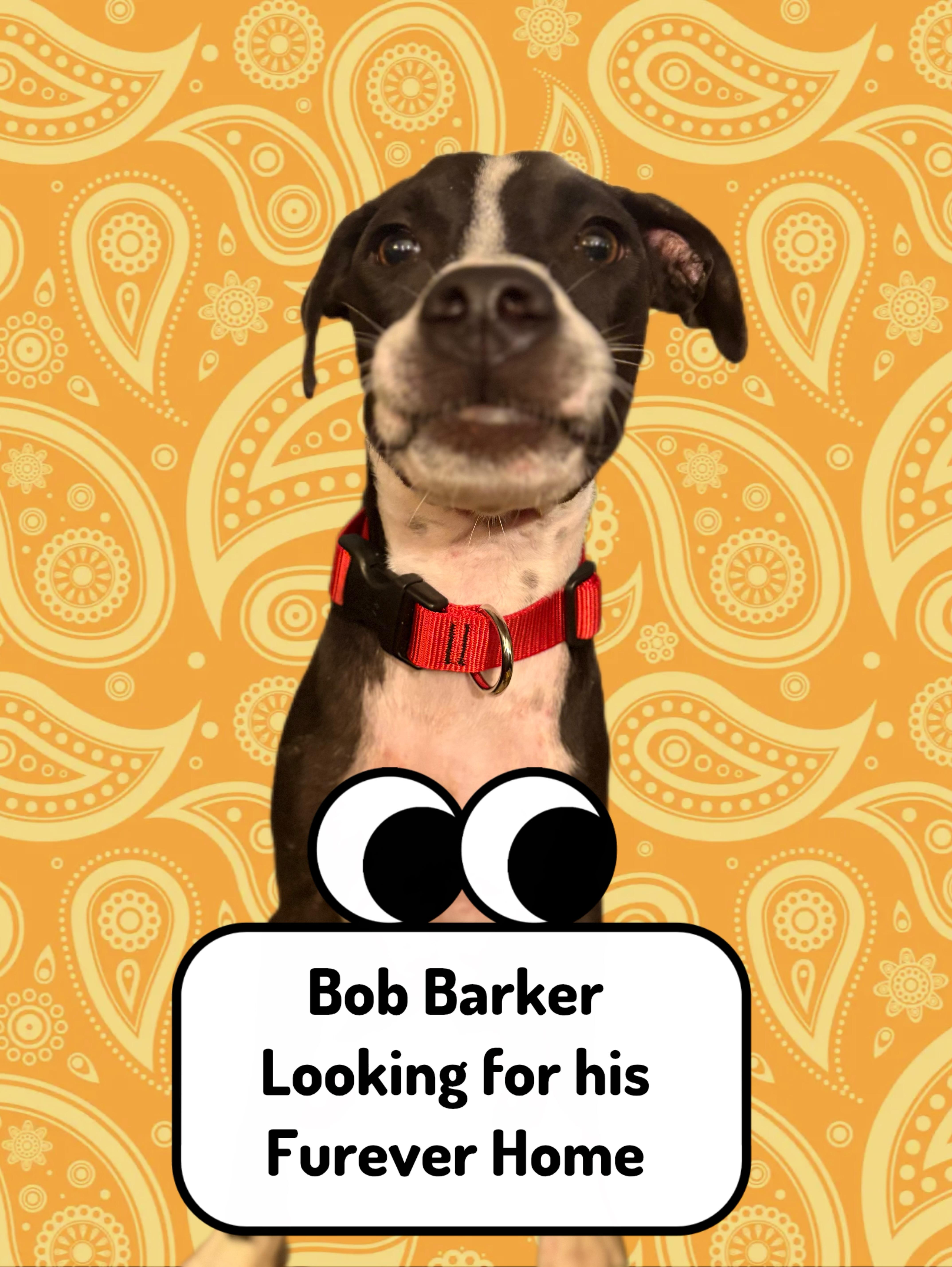 Enlarge Bob Barker, a Adoptable mixed breed in Waco, TX image 3/6