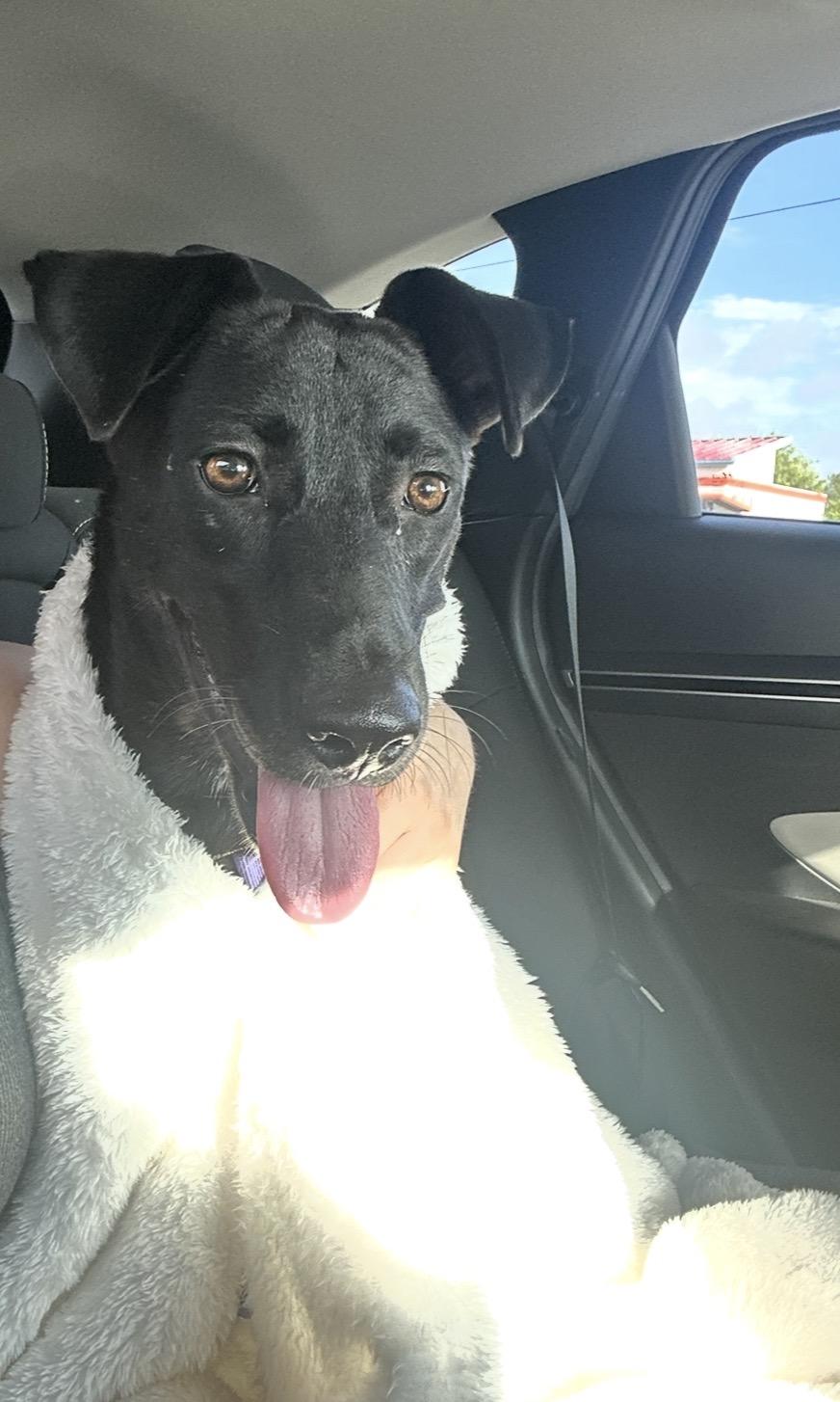 Enlarge Lainey (Super sweet lab girl found by soldiers in TX, needs forever home), a Adoptable mixed breed in Orlando, FL image 4/4