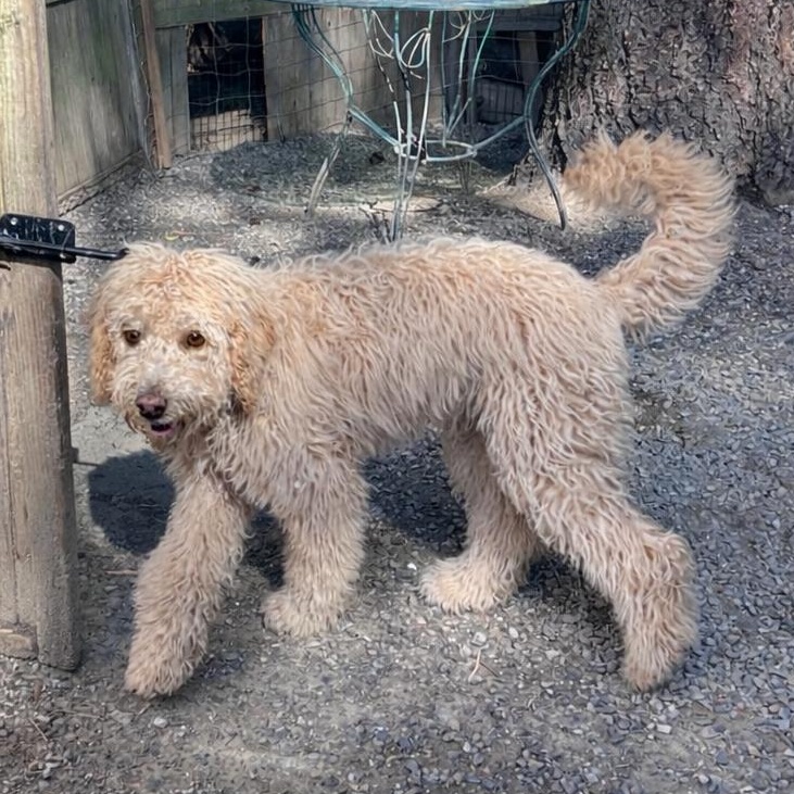 Enlarge Lily, a ADOPTABLE Labradoodle in Puyallup, WA image 1/1