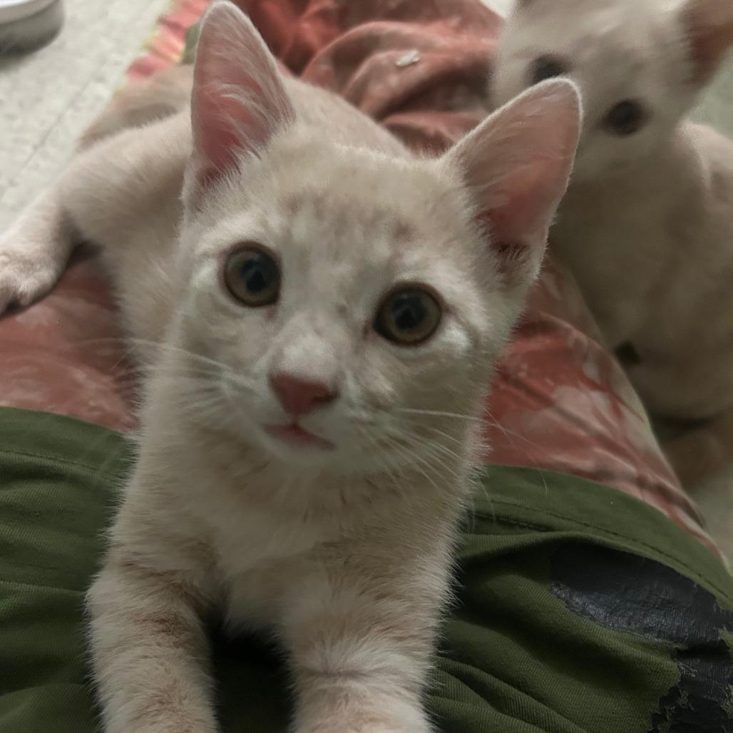 Cliquot — thumbnail 2