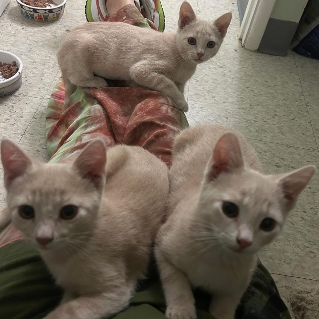 Cliquot — thumbnail 3