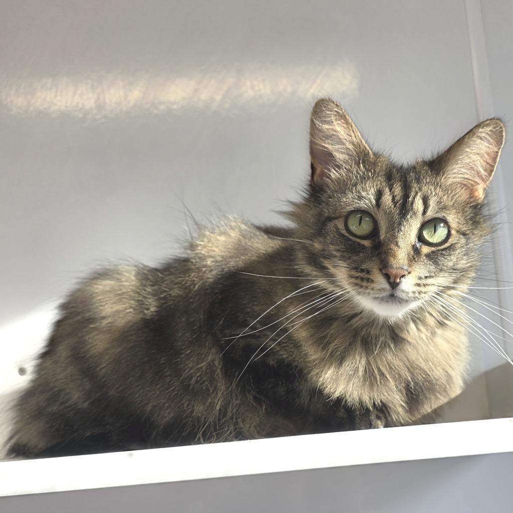 Almond, Adoptable, Adult Female Domestic Medium Hair.