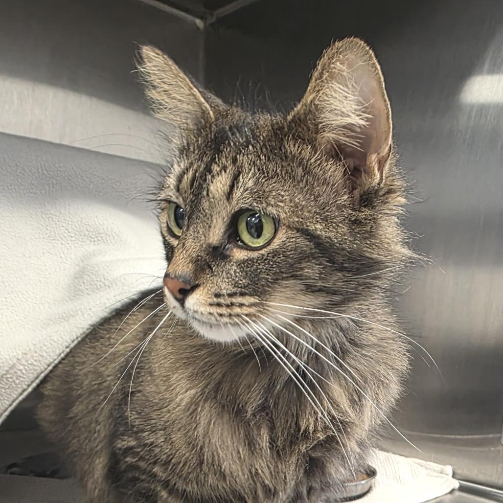 Almond, Adoptable, Adult Female Domestic Medium Hair.