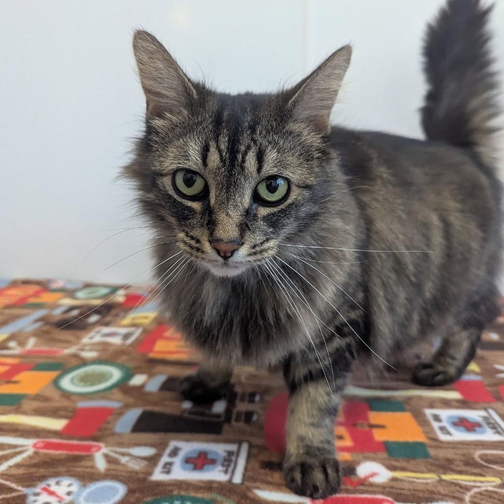 Almond, a Adoptable Domestic Medium Hair in Fort Wayne, IN image 2/5