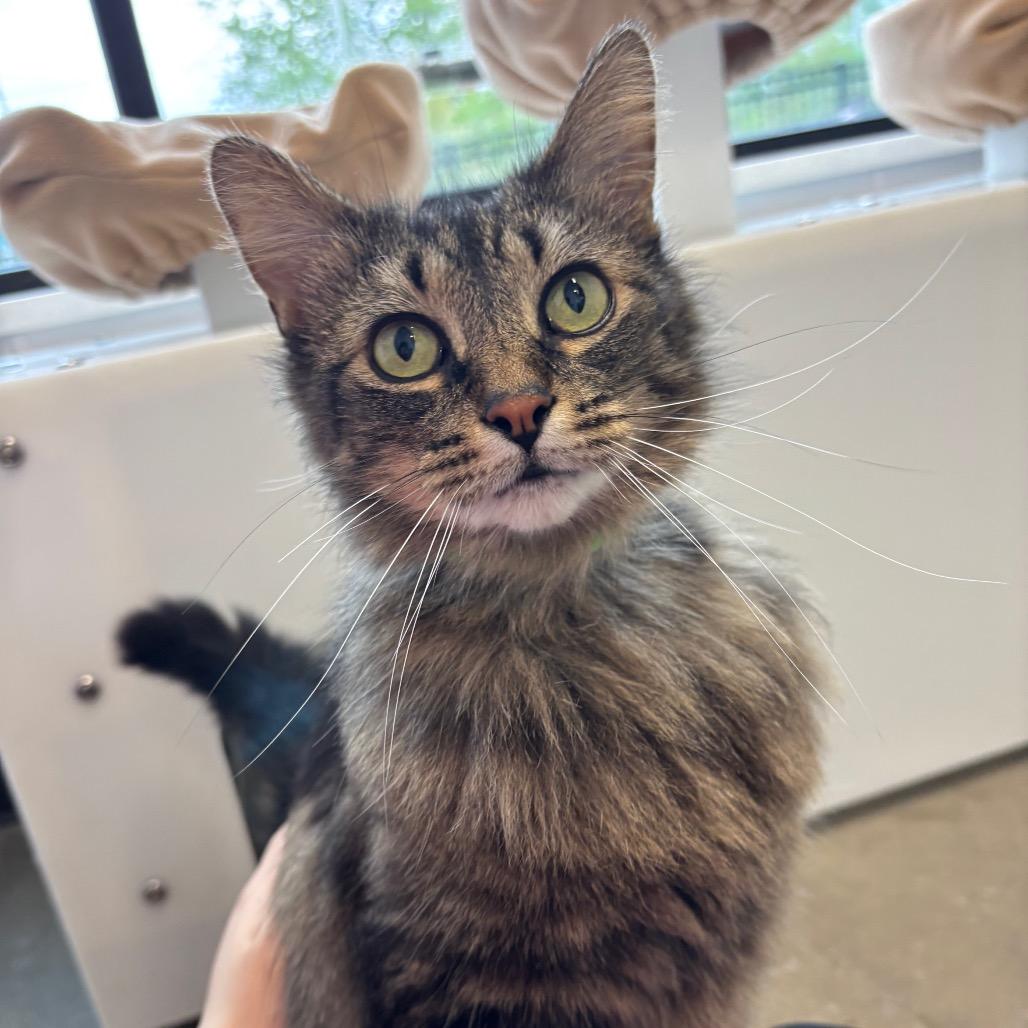 Almond, a Adoptable Domestic Medium Hair in Fort Wayne, IN image 3/5