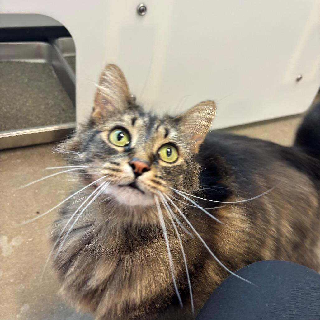 Almond, a Adoptable Domestic Medium Hair in Fort Wayne, IN image 4/5