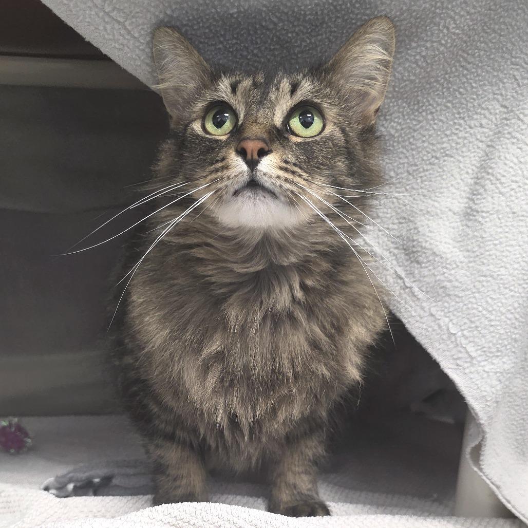 Almond, a Adoptable Domestic Medium Hair in Fort Wayne, IN image 5/5