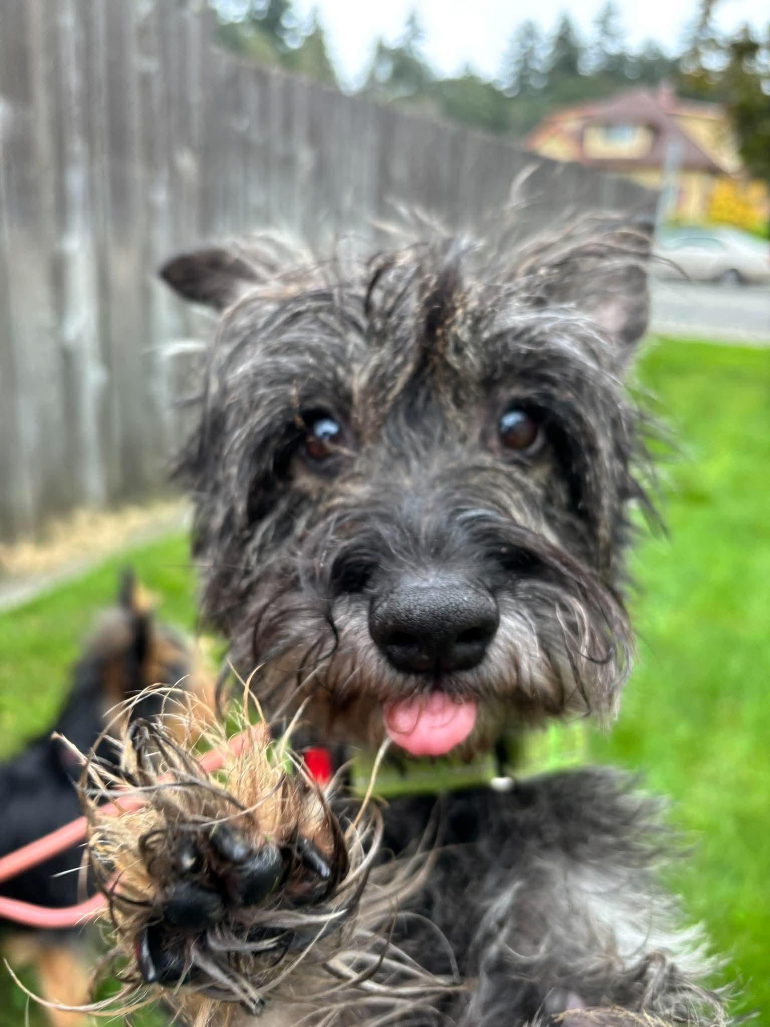 Enlarge Rocco, a Adoptable mixed breed in Tacoma, WA image 3/6