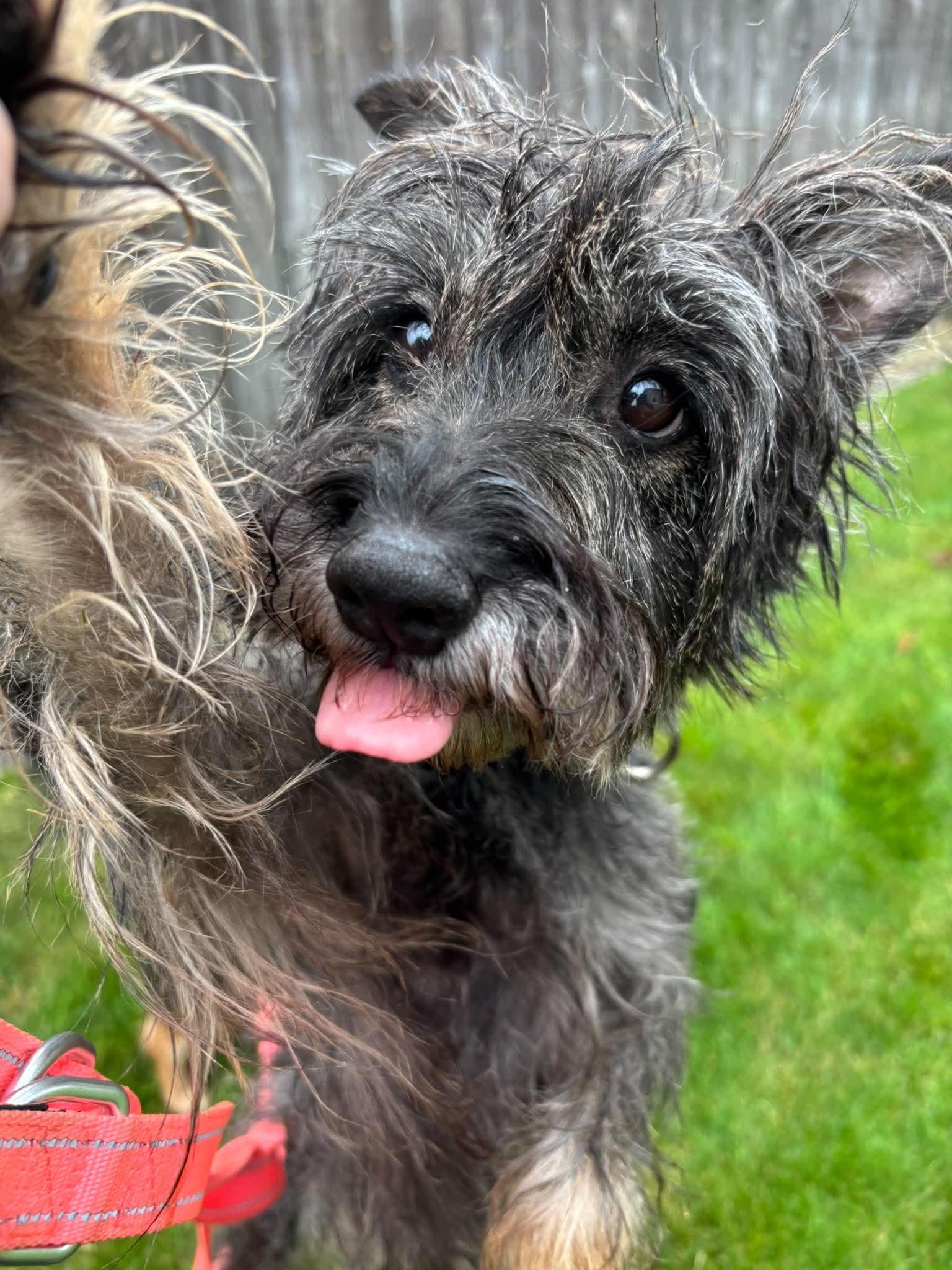 Enlarge Rocco, a Adoptable mixed breed in Tacoma, WA image 4/6