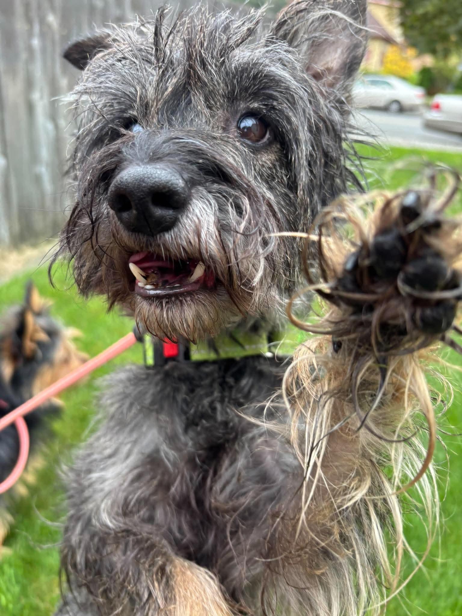 Rocco, Adoptable, Young Male Mixed Breed.