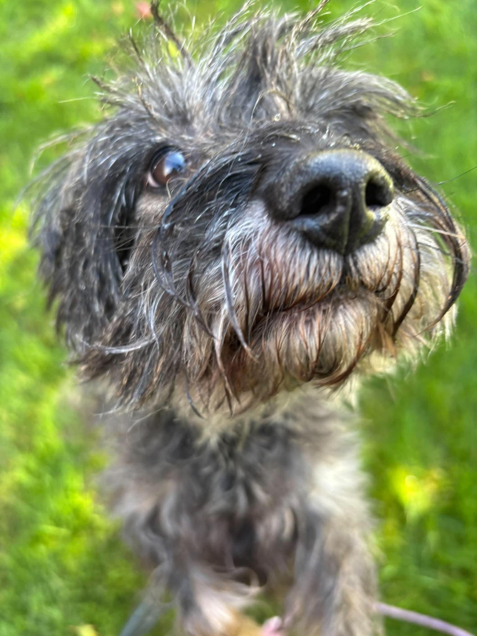 Enlarge Rocco, a Adoptable mixed breed in Tacoma, WA image 5/6