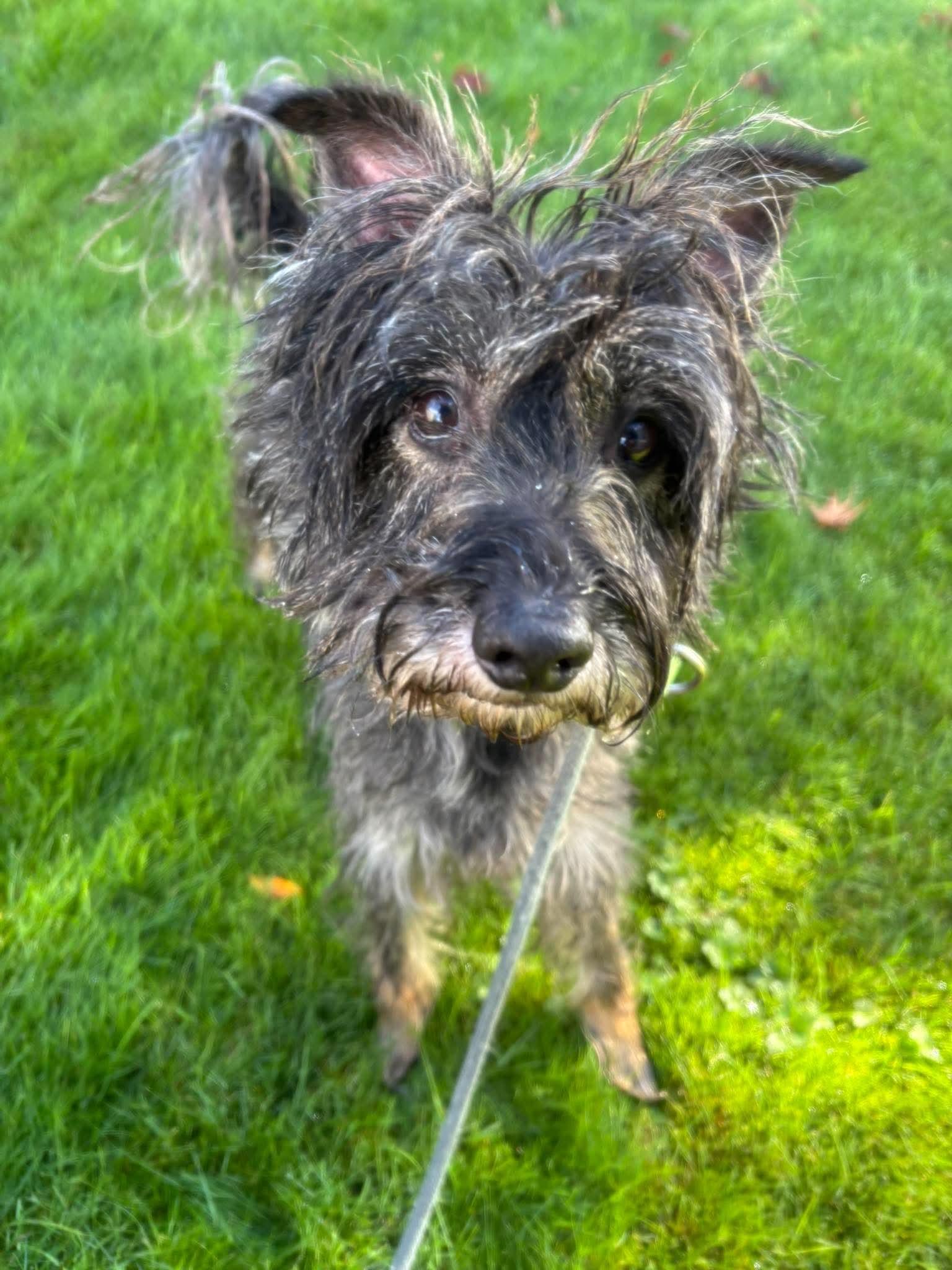 Enlarge Rocco, a Adoptable mixed breed in Tacoma, WA image 6/6
