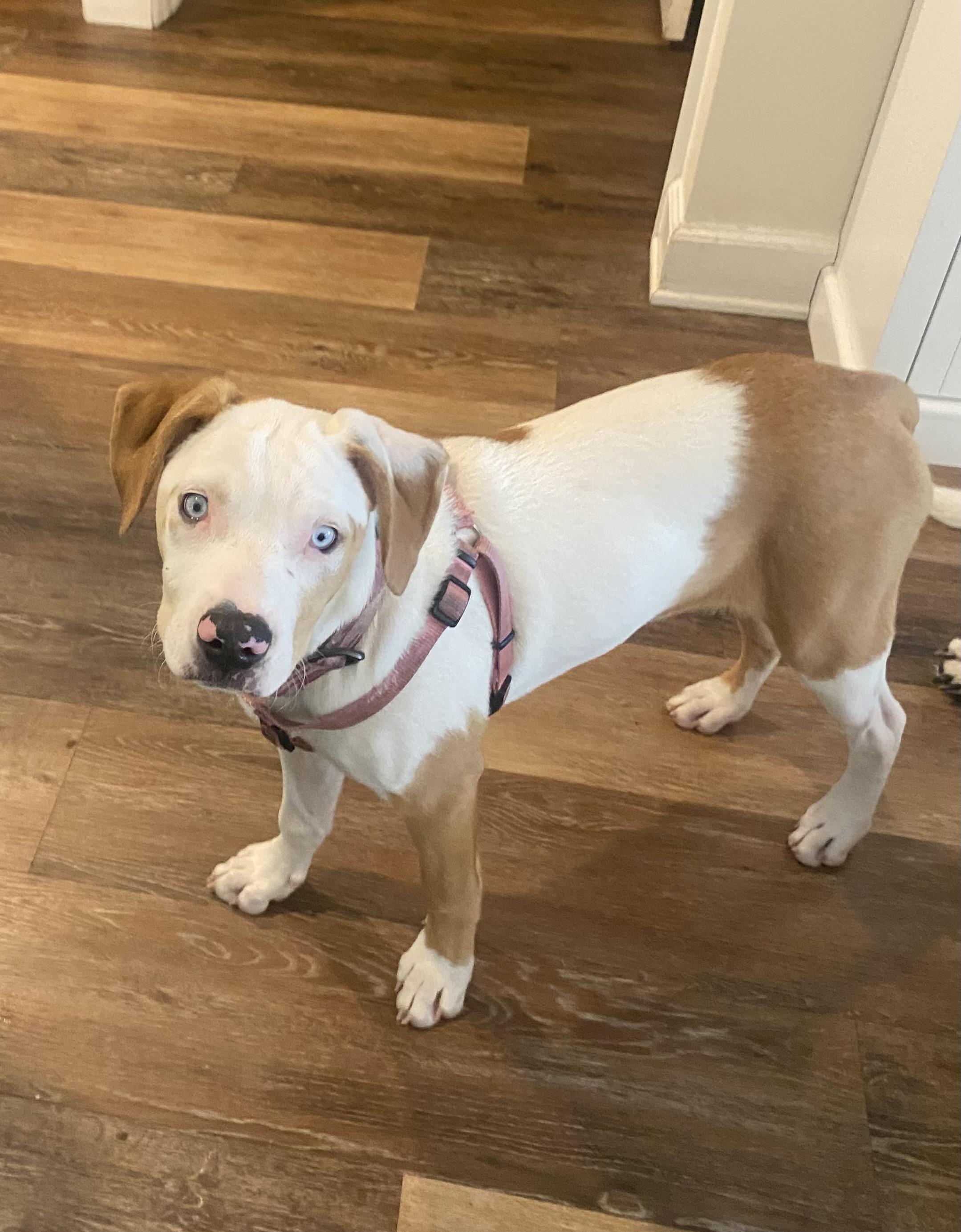 Willow, a ADOPTABLE Catahoula Leopard Dog in Palm Harbor, FL image 1/6