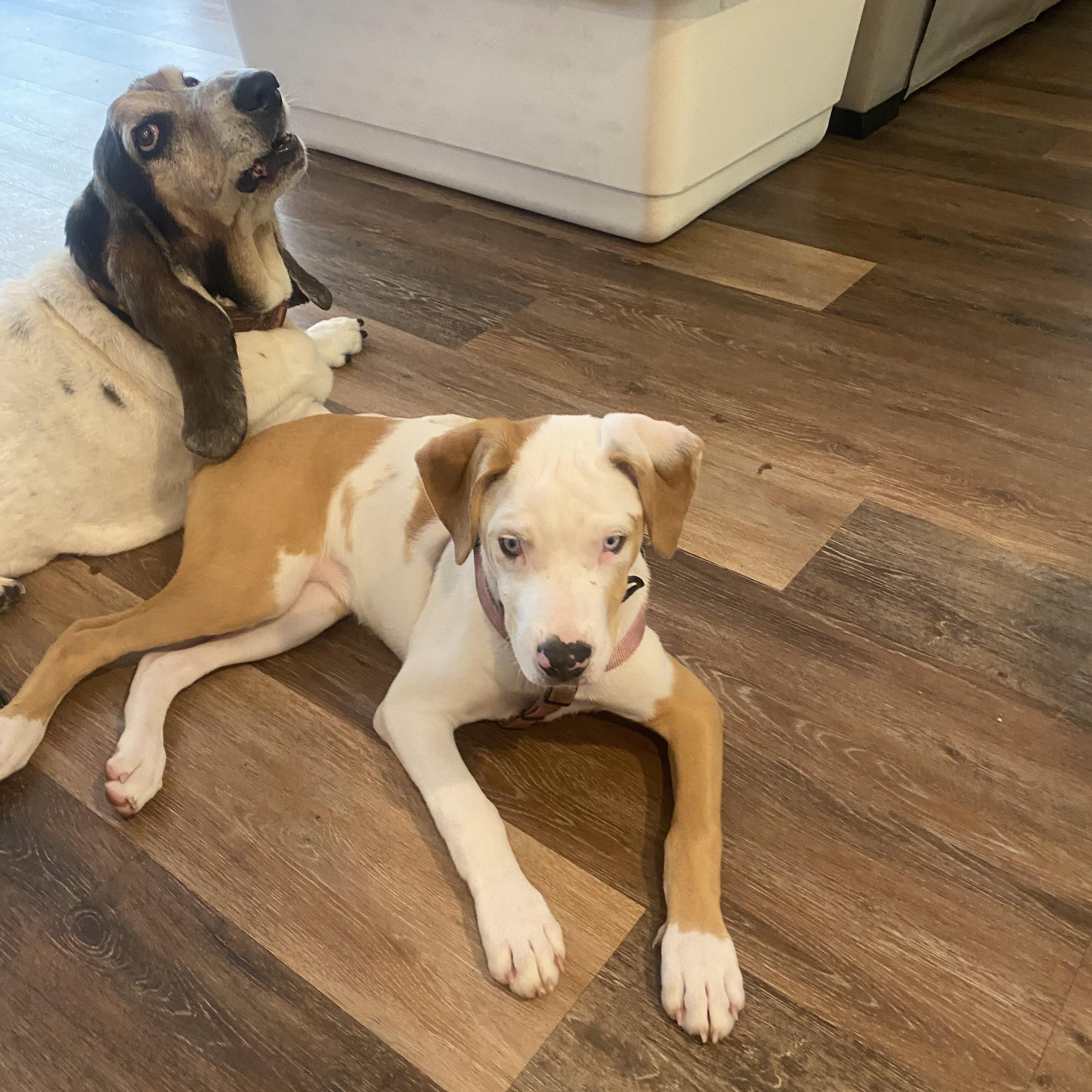Willow, a ADOPTABLE Catahoula Leopard Dog in Palm Harbor, FL image 2/6