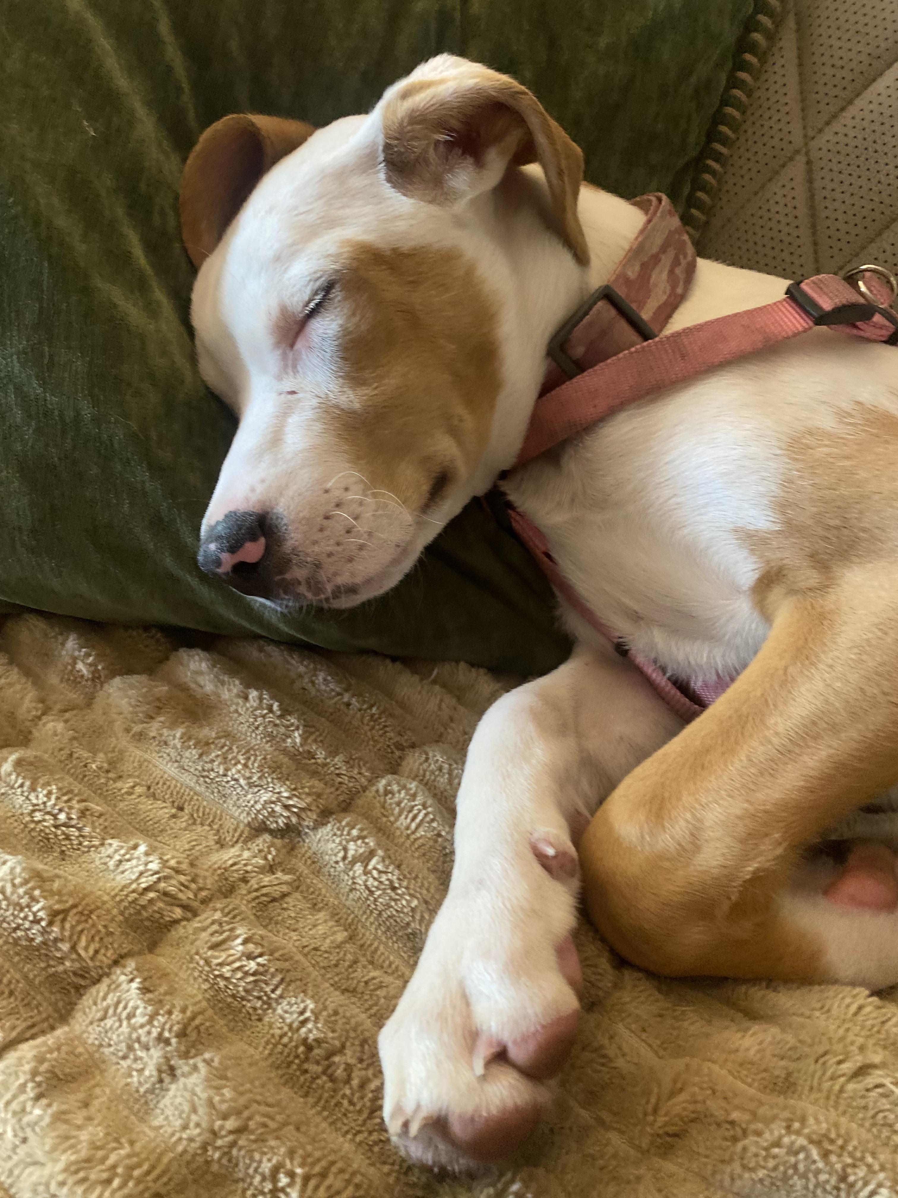 Willow, a ADOPTABLE Catahoula Leopard Dog in Palm Harbor, FL image 3/6