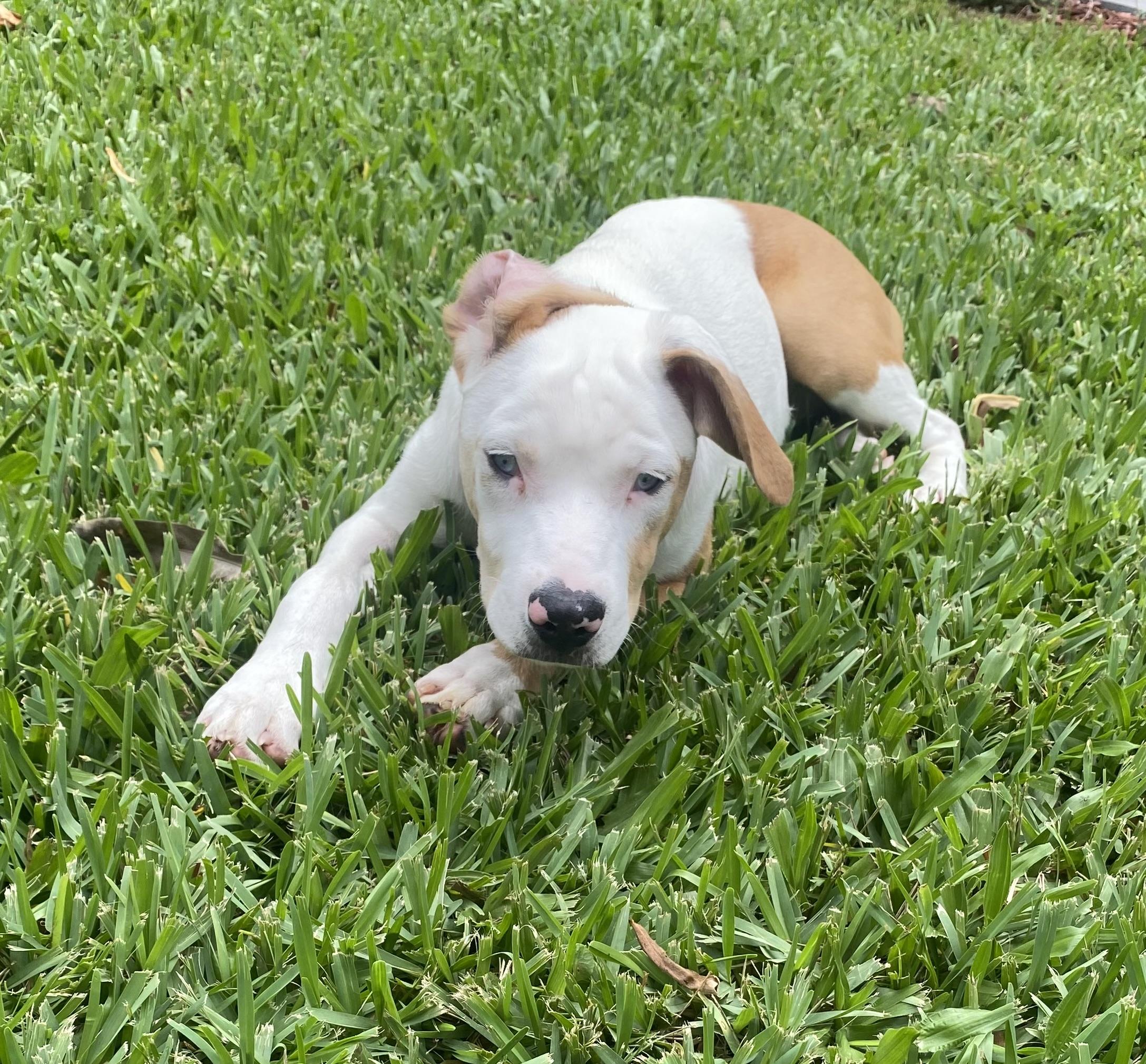 Willow, a ADOPTABLE Catahoula Leopard Dog in Palm Harbor, FL image 2/6