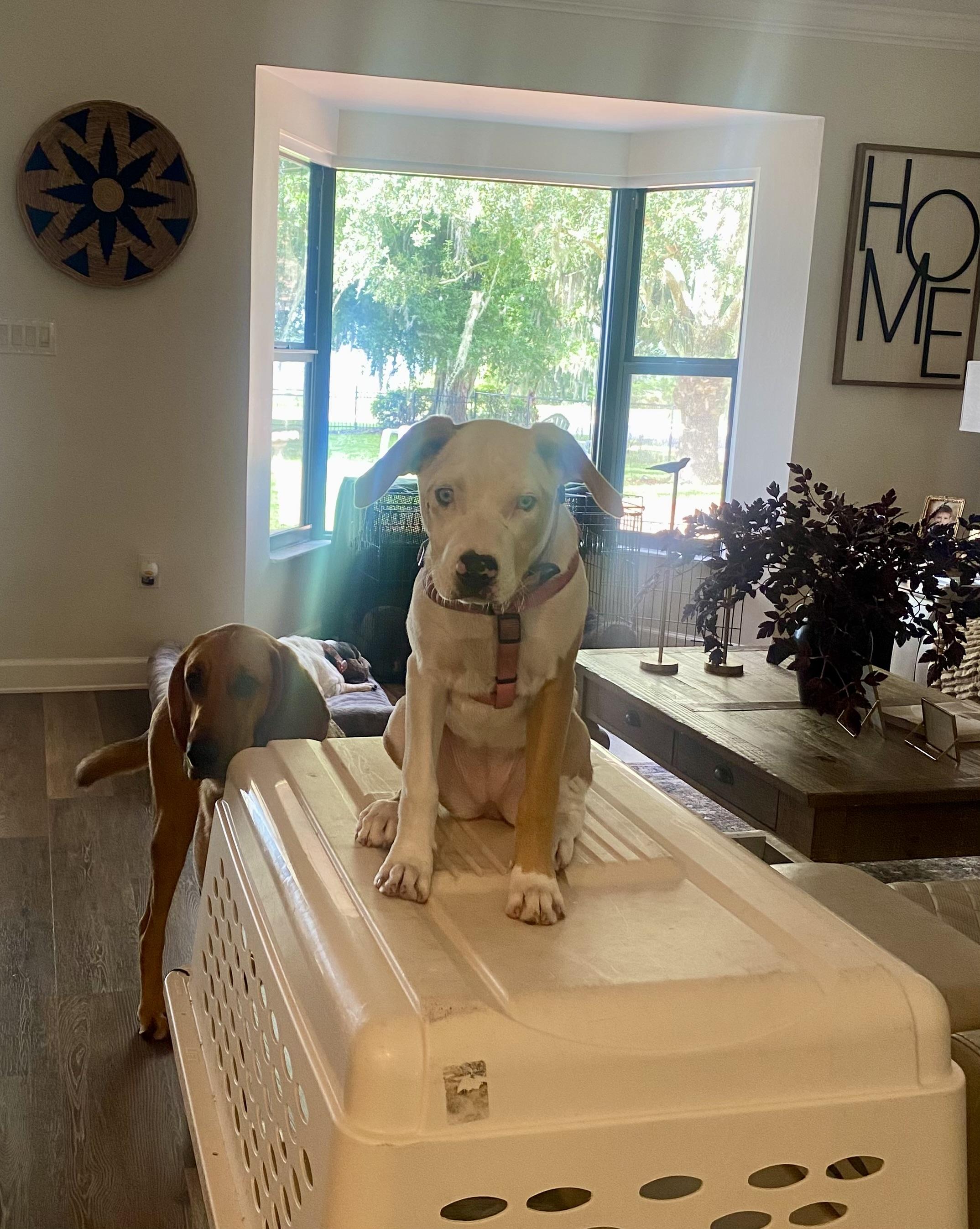 Willow, a ADOPTABLE Catahoula Leopard Dog in Palm Harbor, FL image 6/6