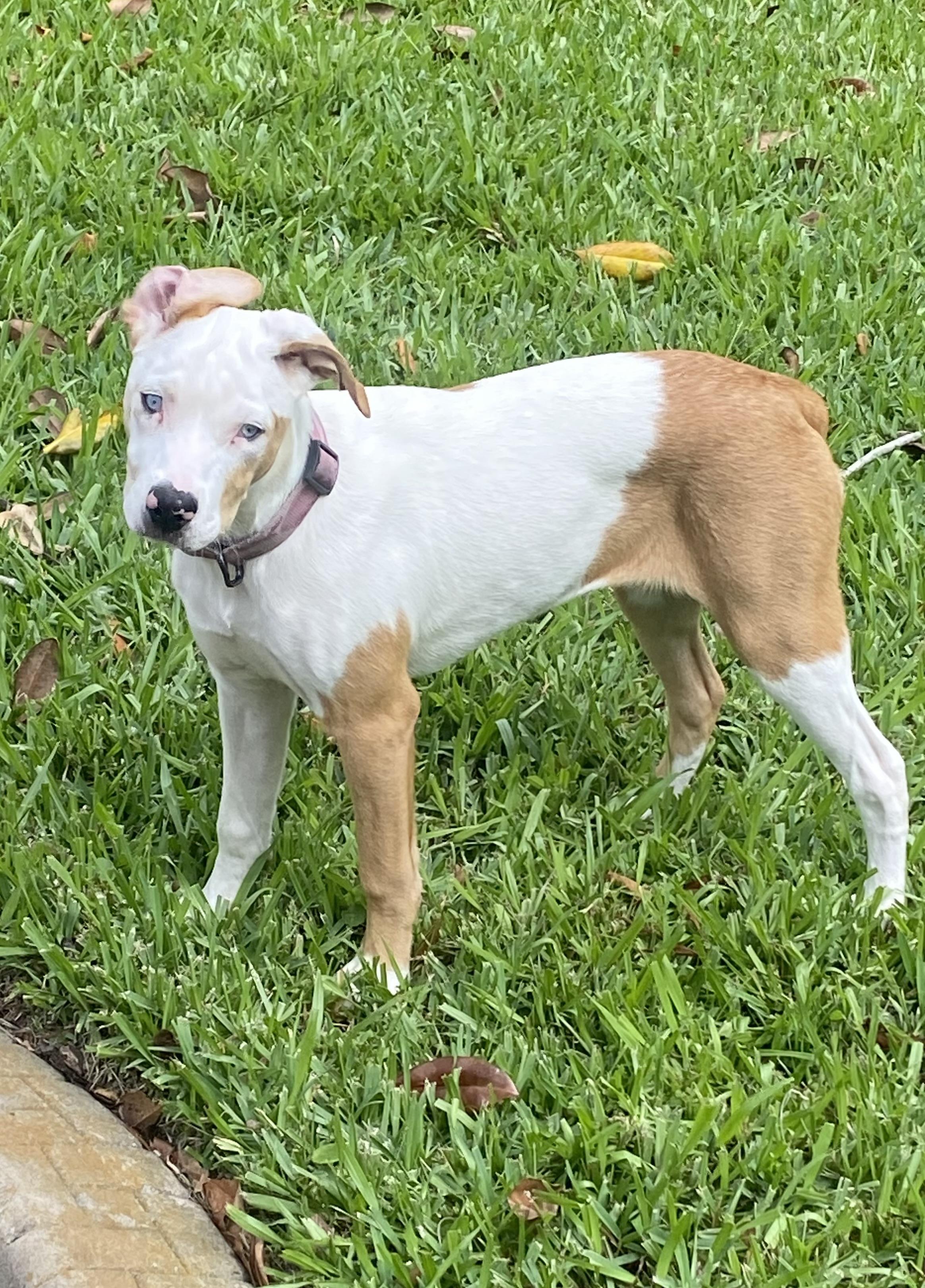 Willow, a ADOPTABLE Catahoula Leopard Dog in Palm Harbor, FL image 3/6