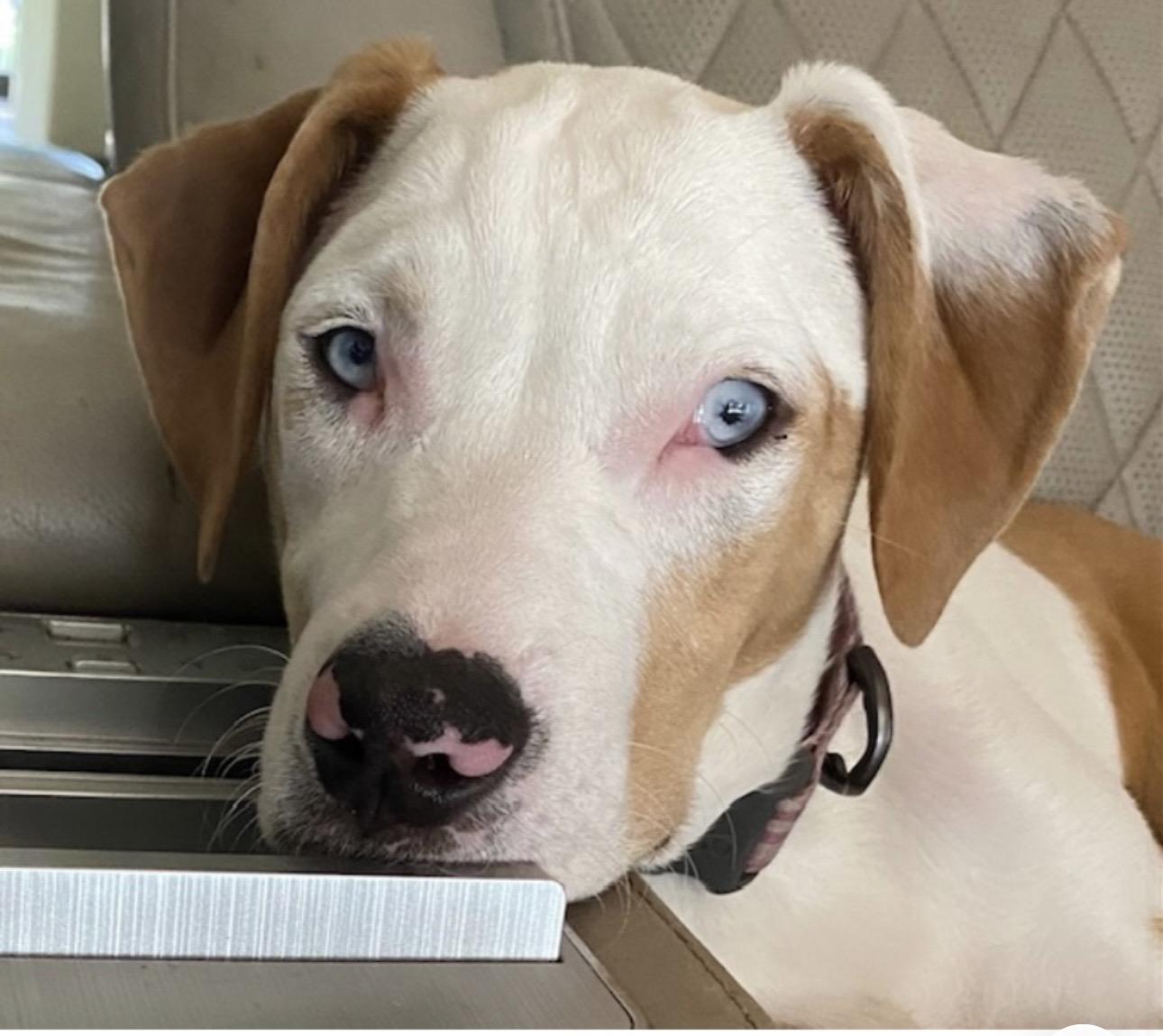 Willow, ADOPTABLE, Puppy Female Catahoula Leopard Dog.