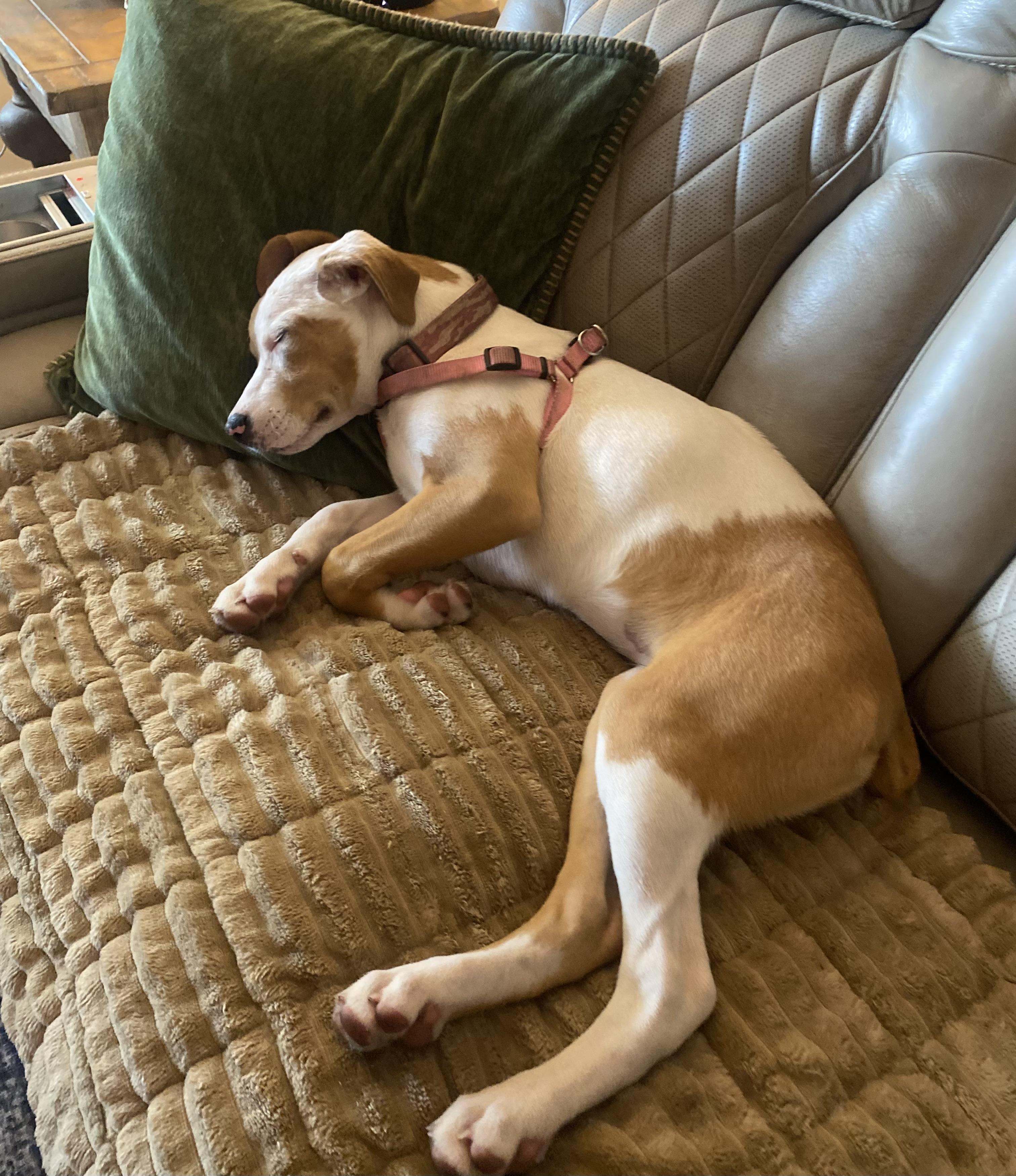 Willow, a ADOPTABLE Catahoula Leopard Dog in Palm Harbor, FL image 4/6